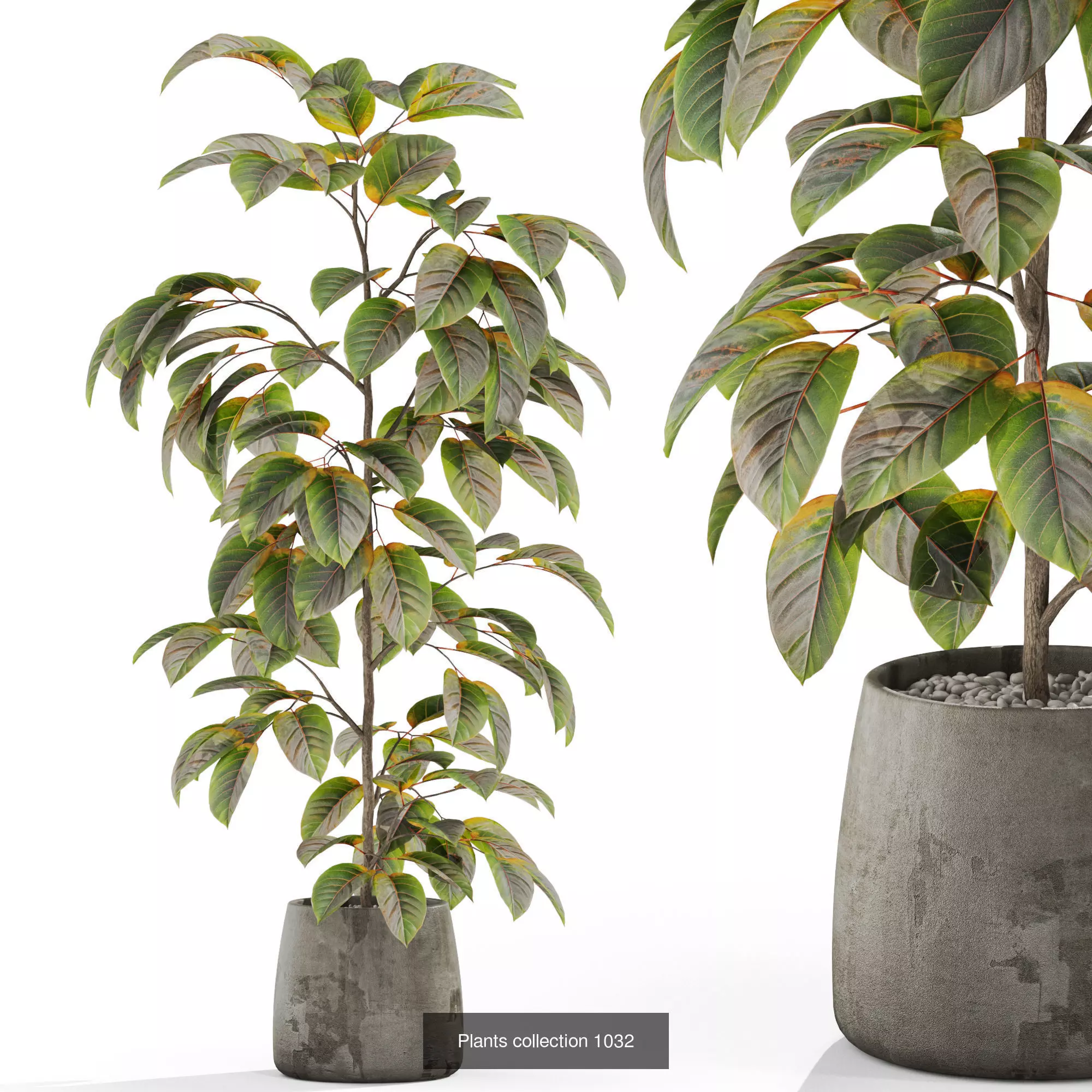 Plants collection vol 35 _3