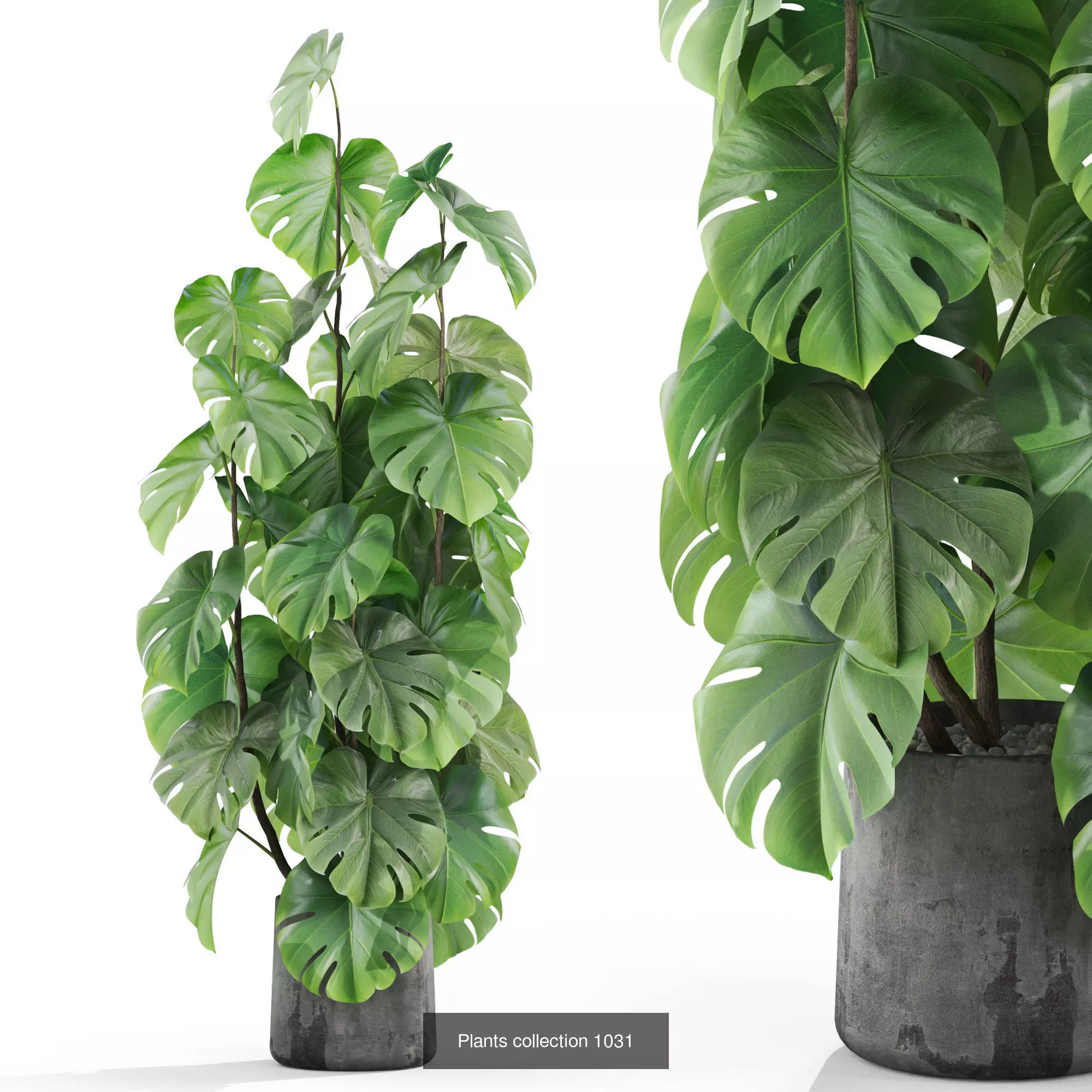 Plants collection vol 35 _2