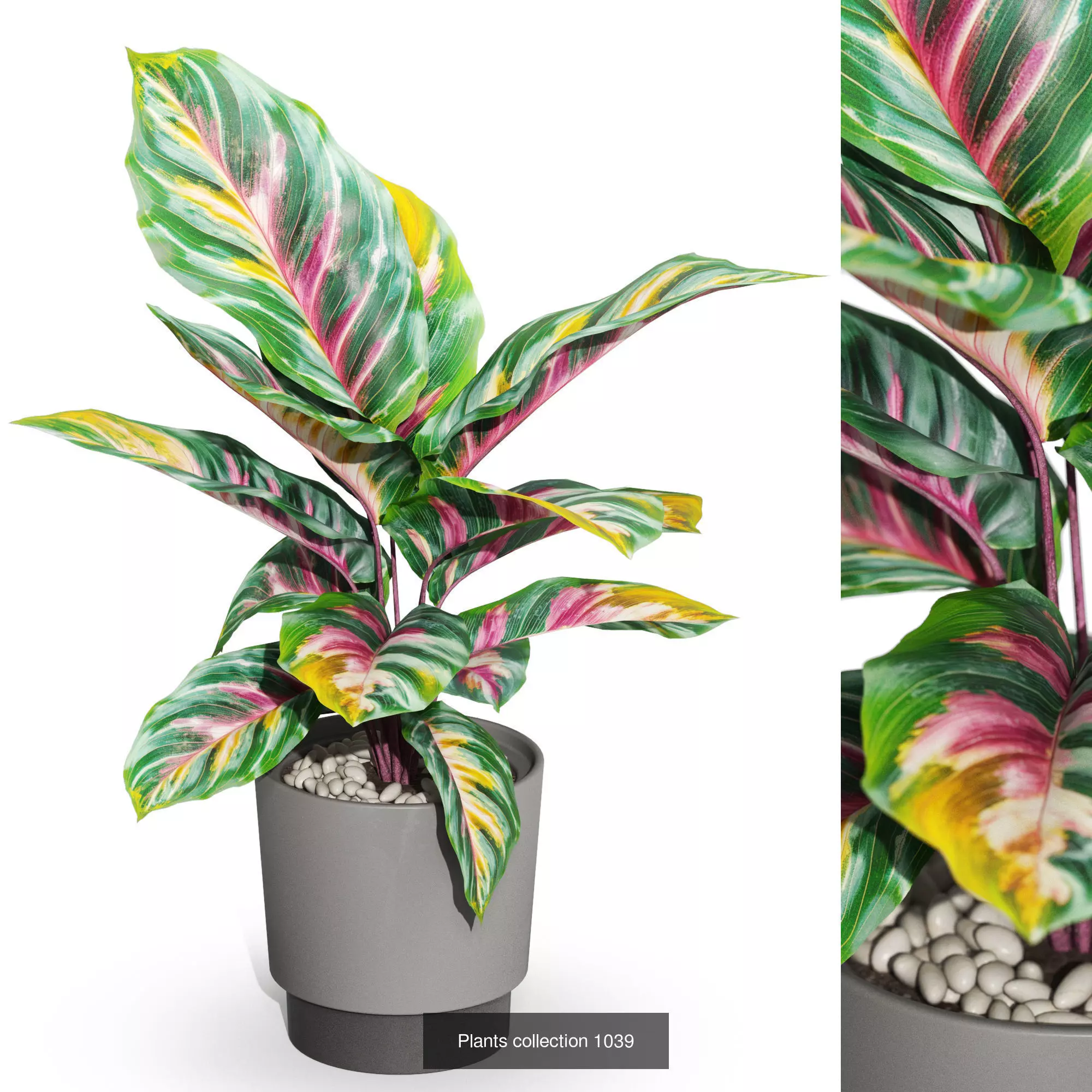 Plants collection vol 35 _10