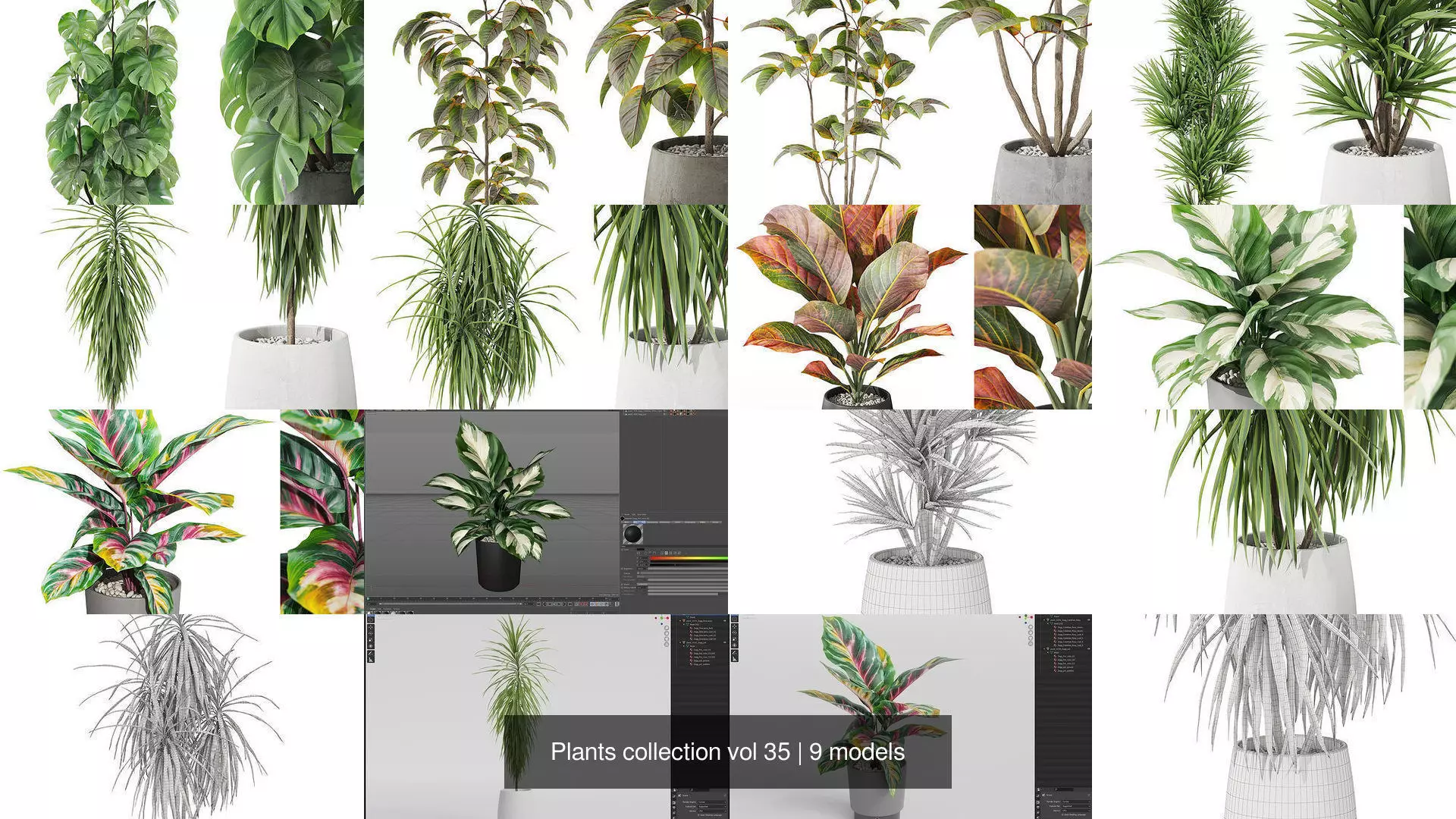Plants collection vol 35 _1