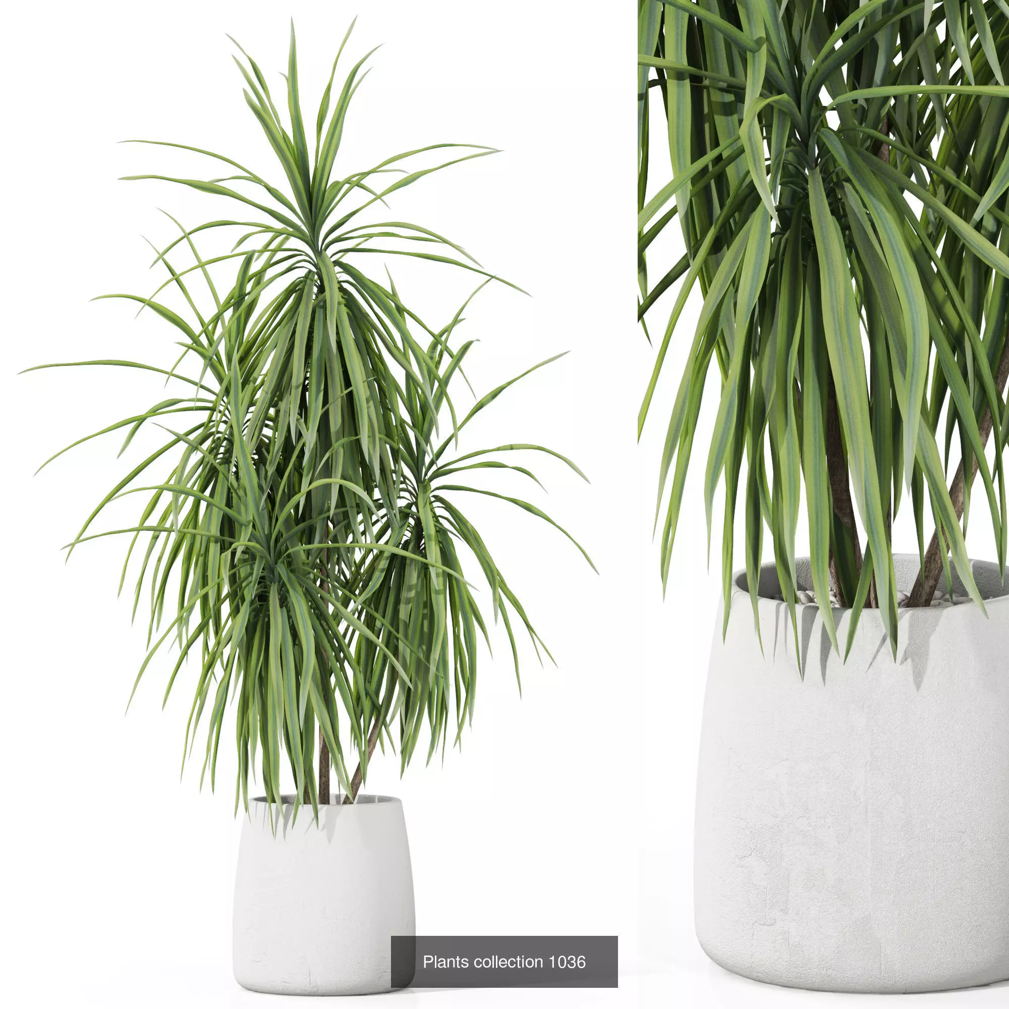 Plants collection vol 35 _7