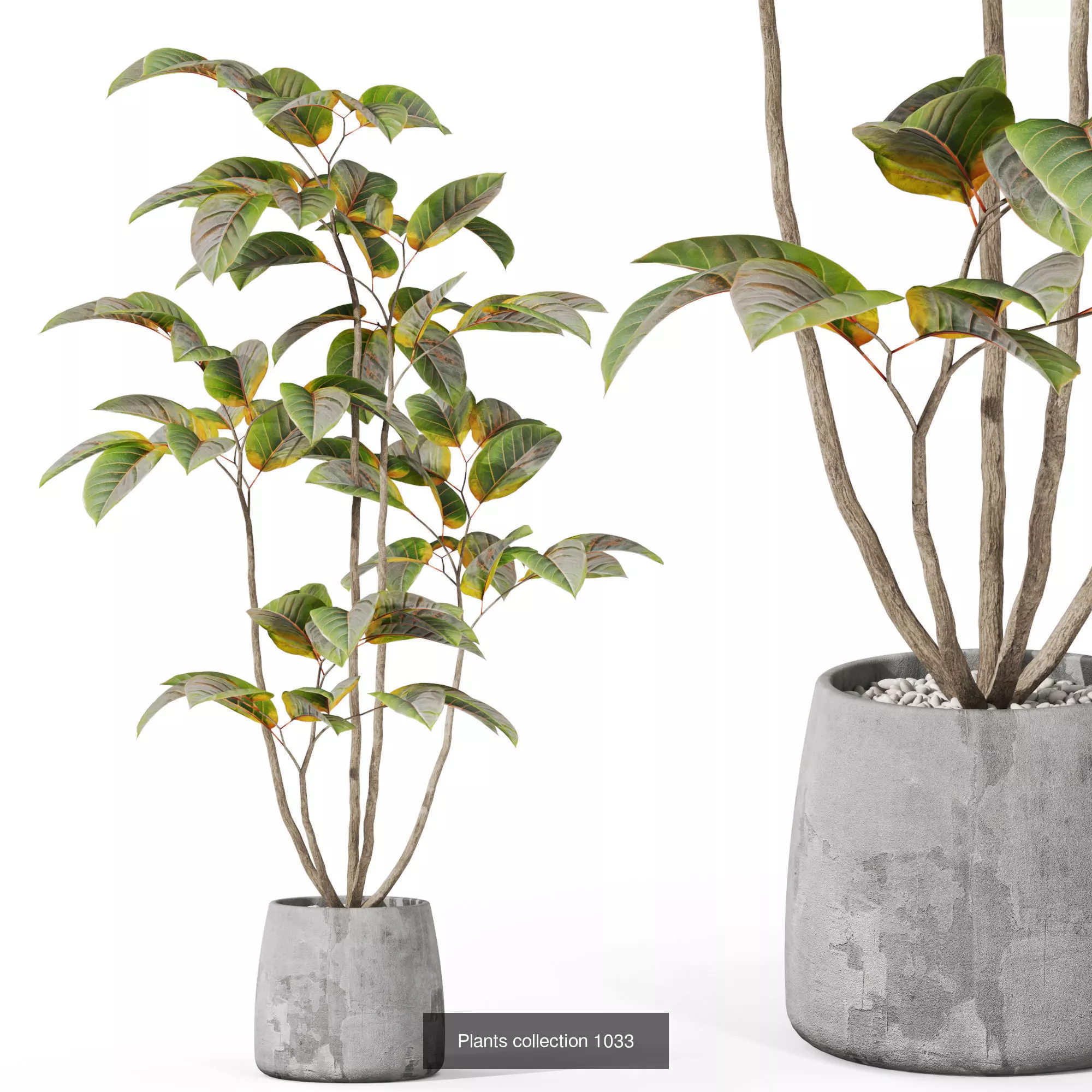 Plants collection vol 35 _4