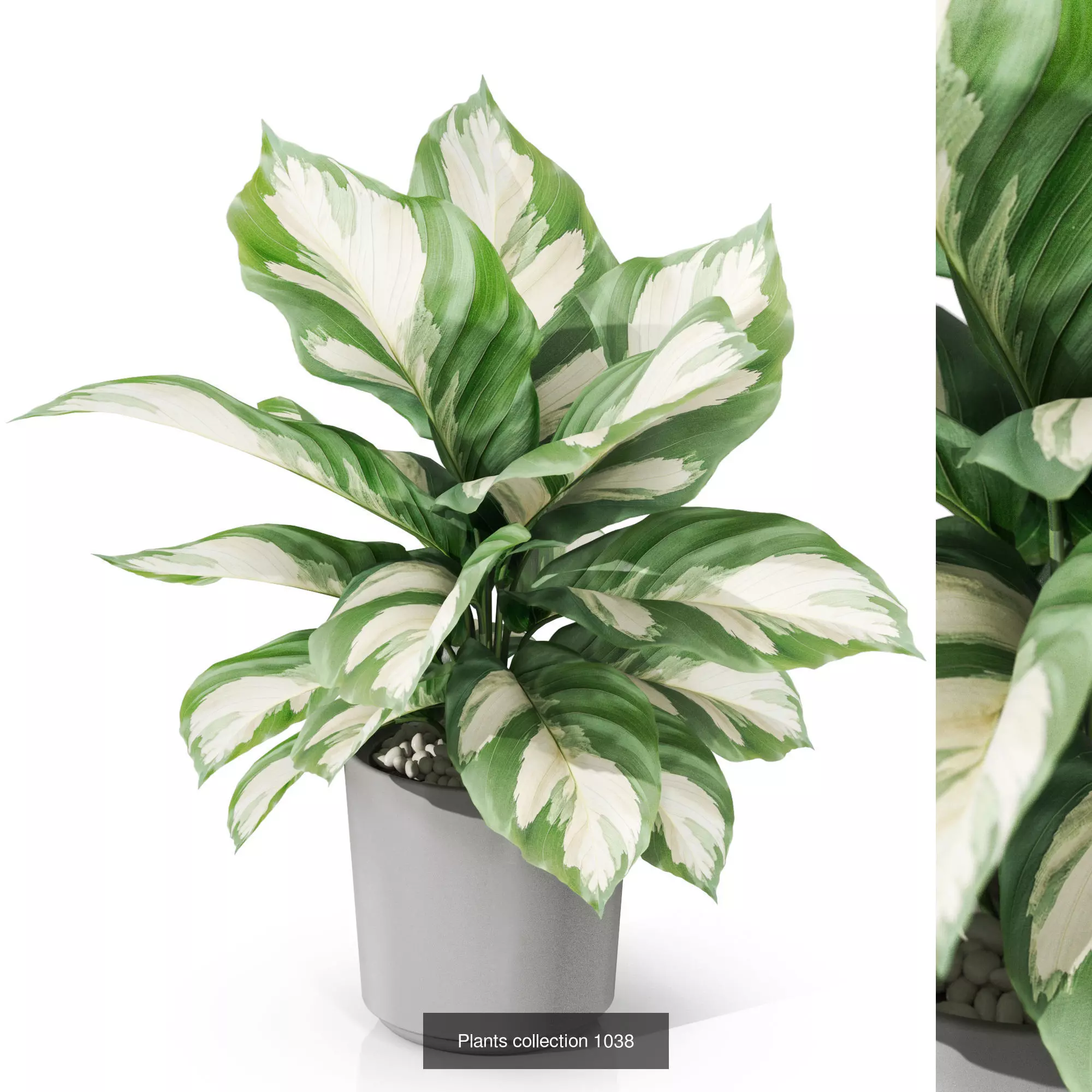 Plants collection vol 35 _9