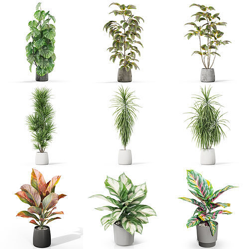 Plants collection vol 35 