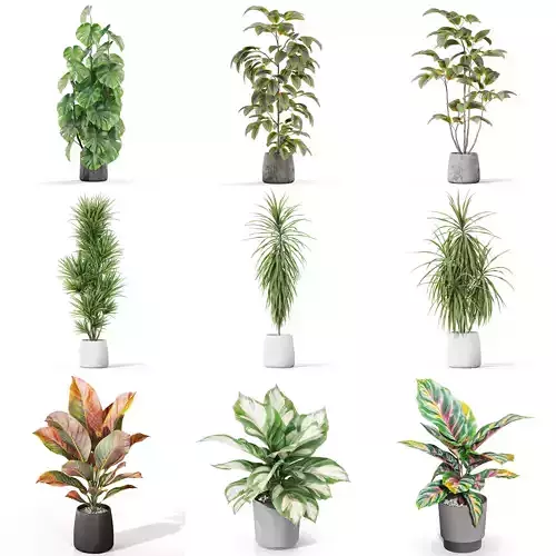 Plants collection vol 35 