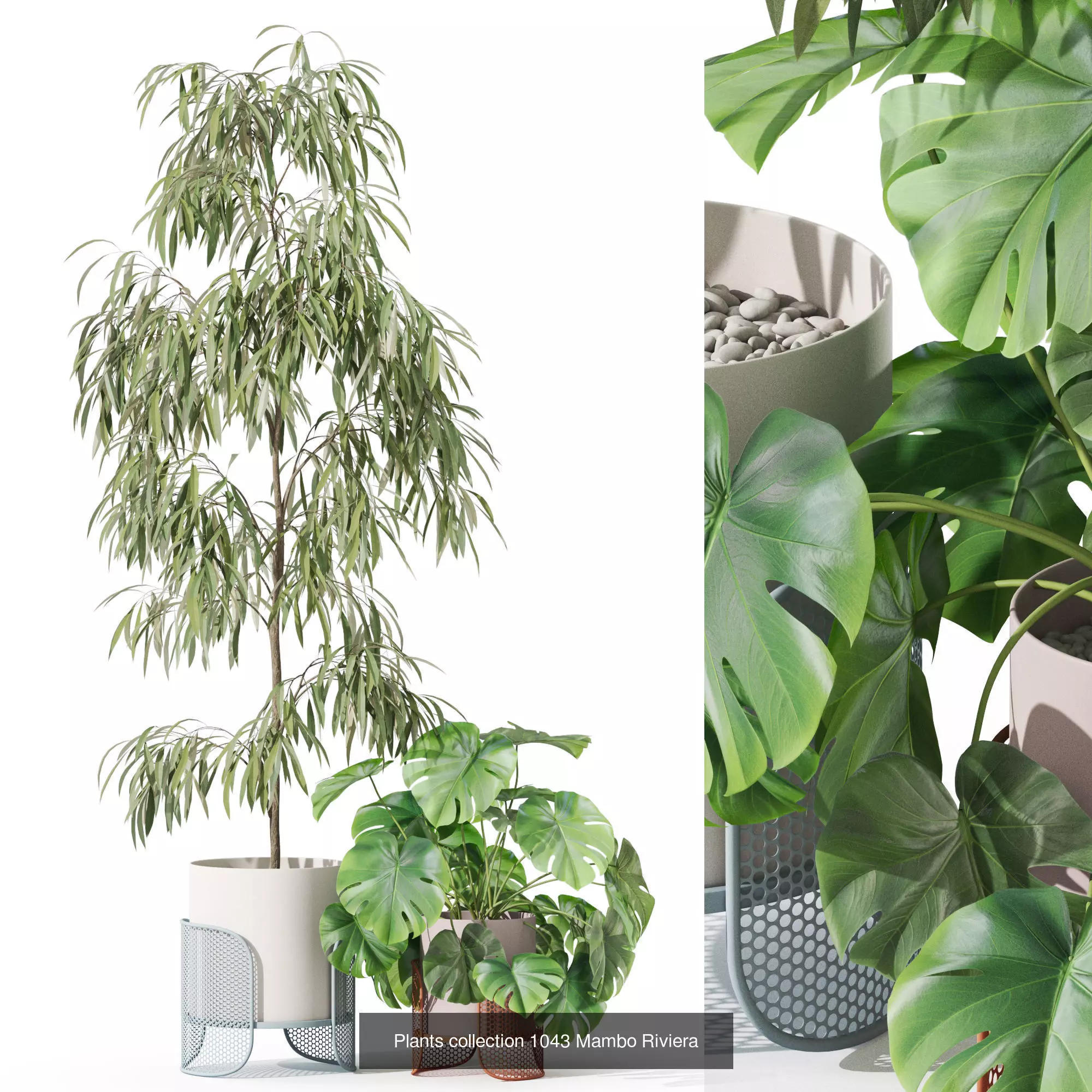 Plants collection vol 36 _6