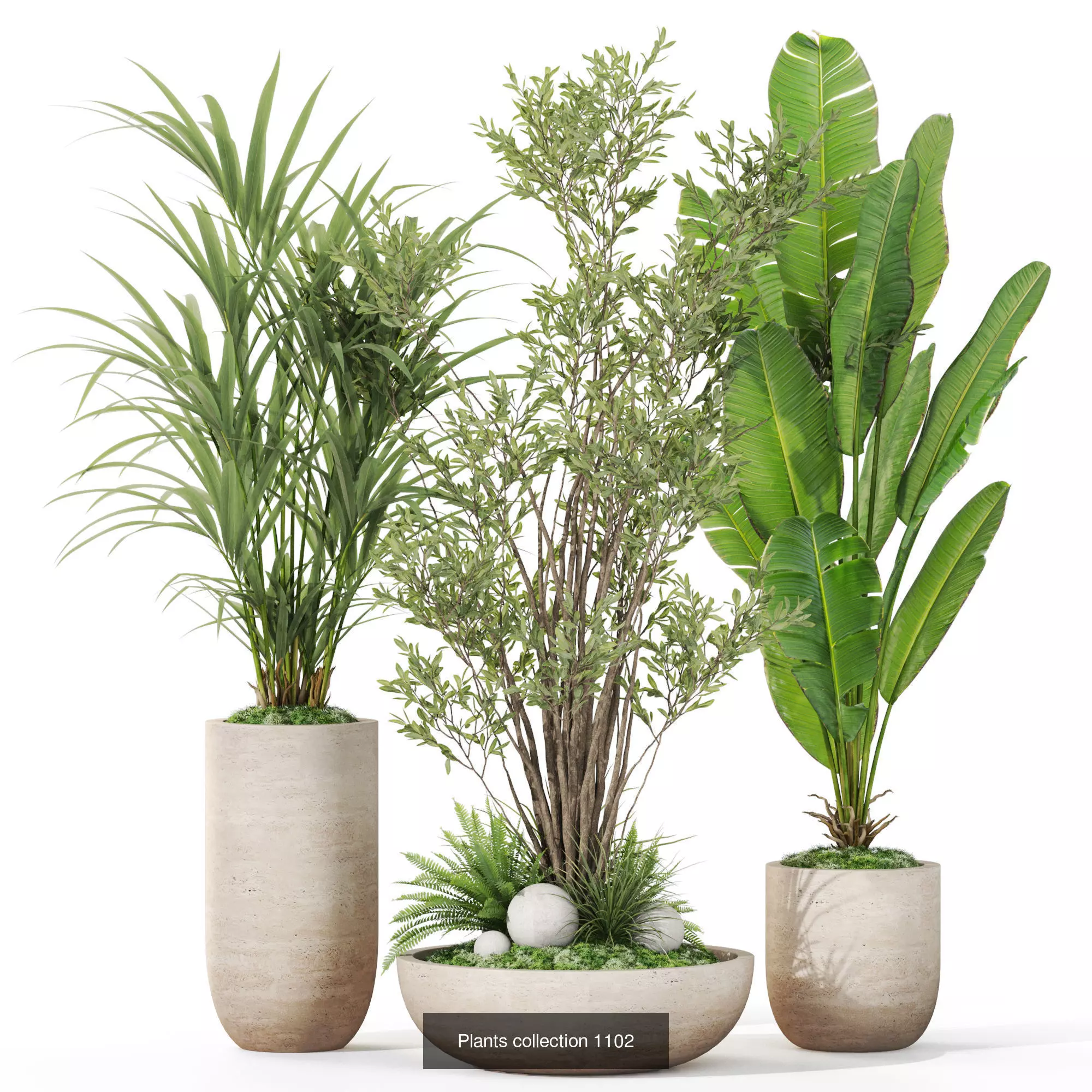 Plants collection vol 36 _8