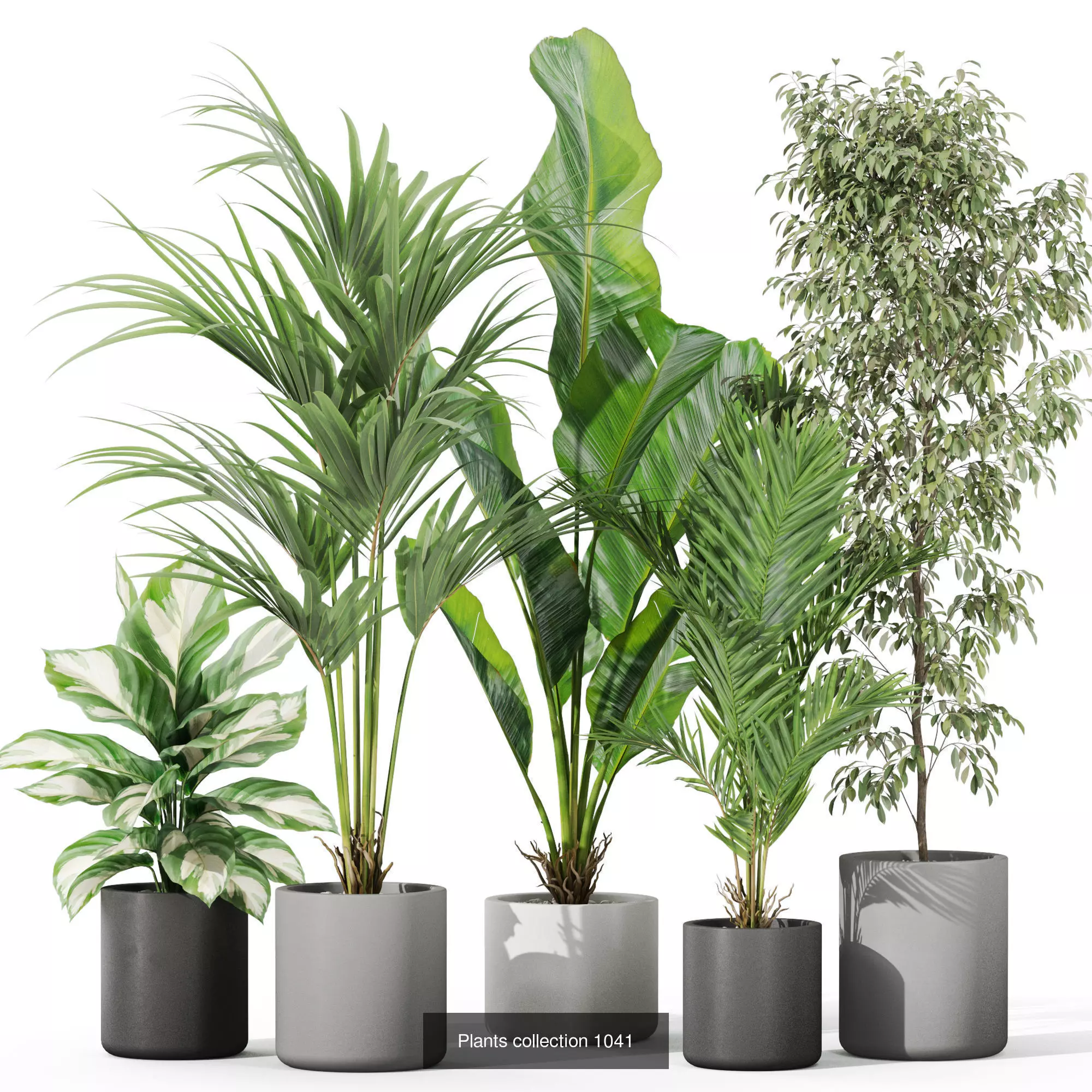 Plants collection vol 36 _5