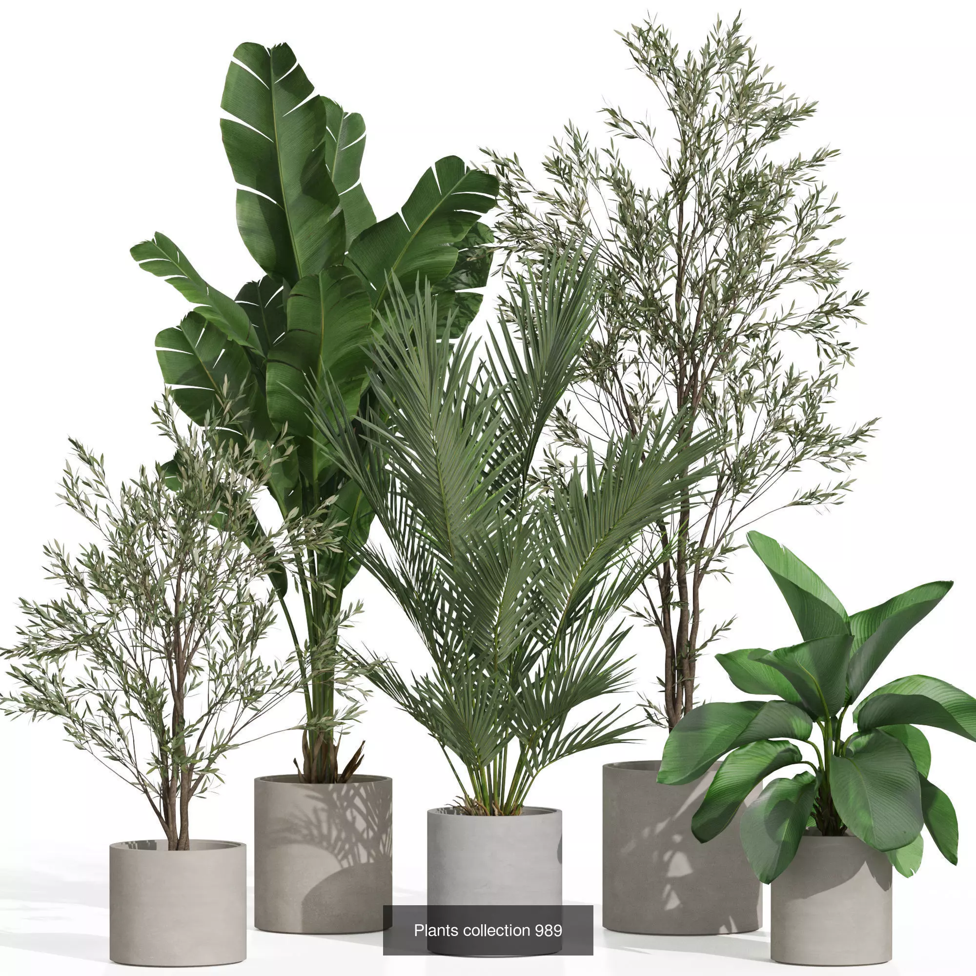 Plants collection vol 36 _2