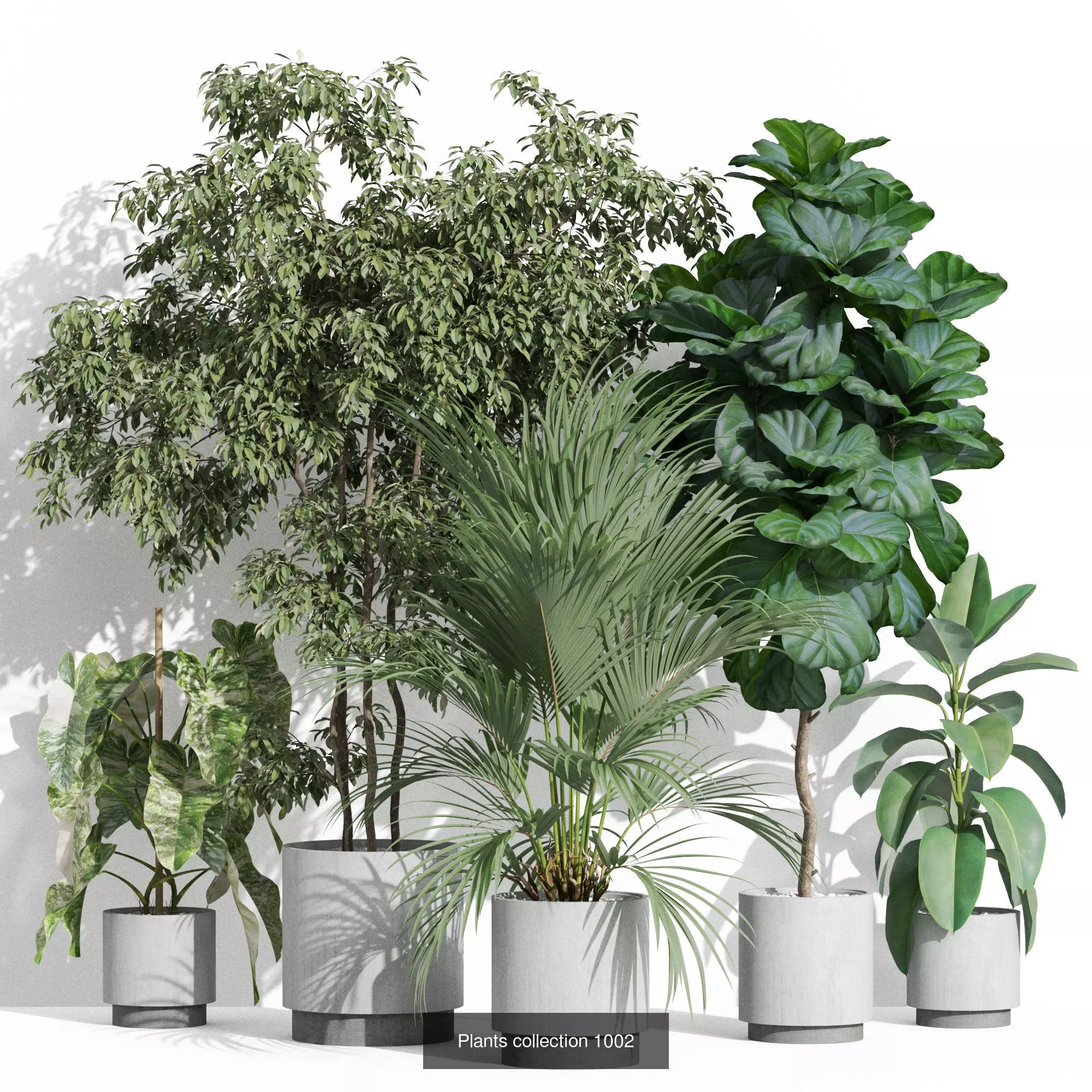 Plants collection vol 36 _4