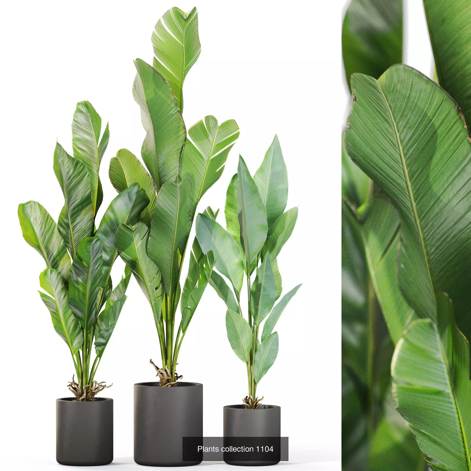 Plants collection vol 36 _10