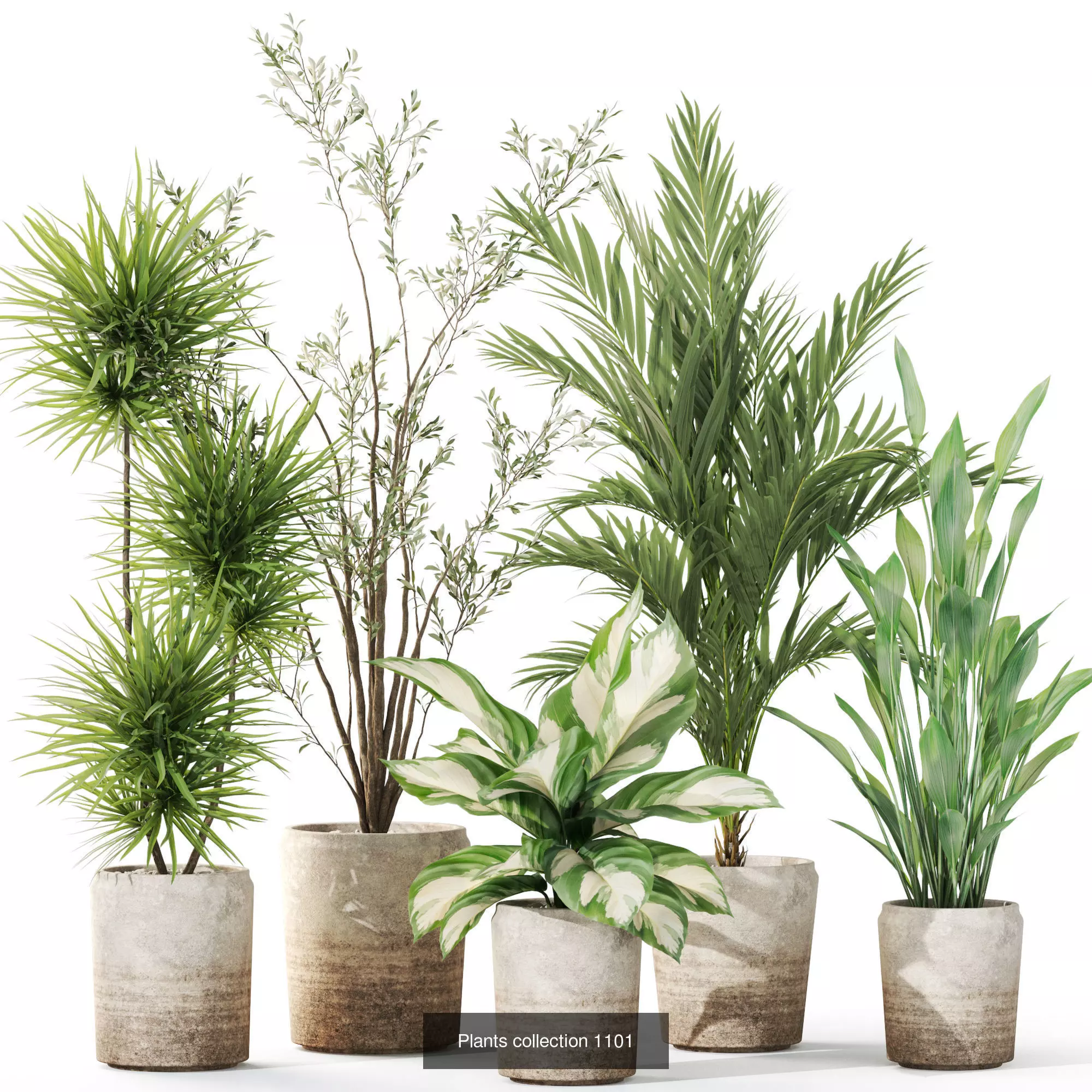 Plants collection vol 36 _7