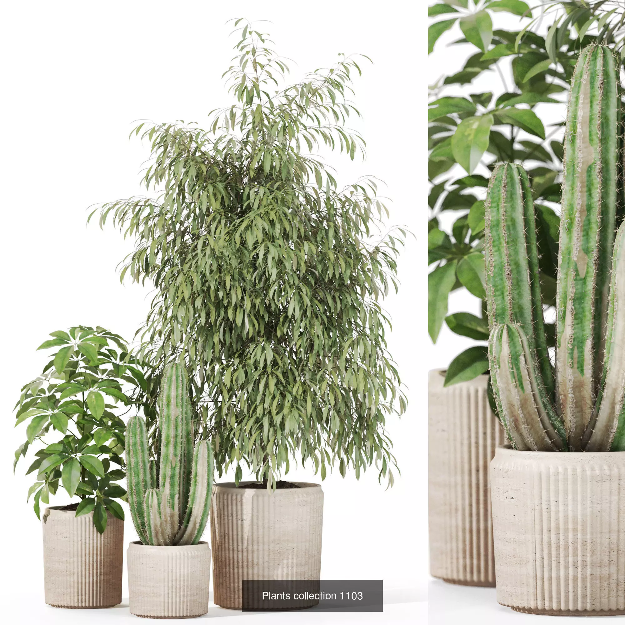 Plants collection vol 36 _9