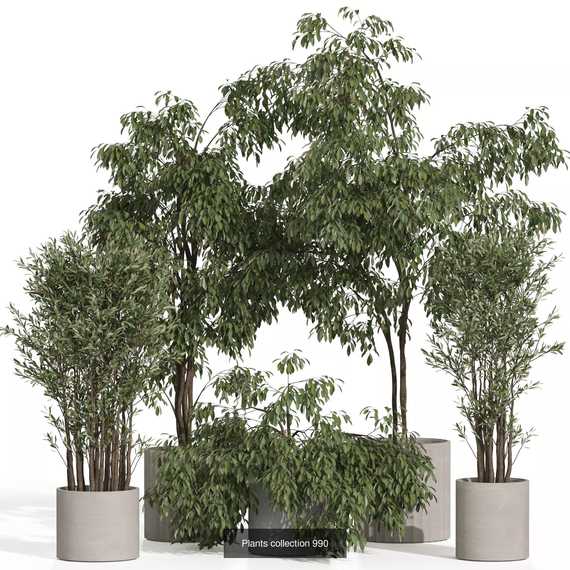 Plants collection vol 36 _3