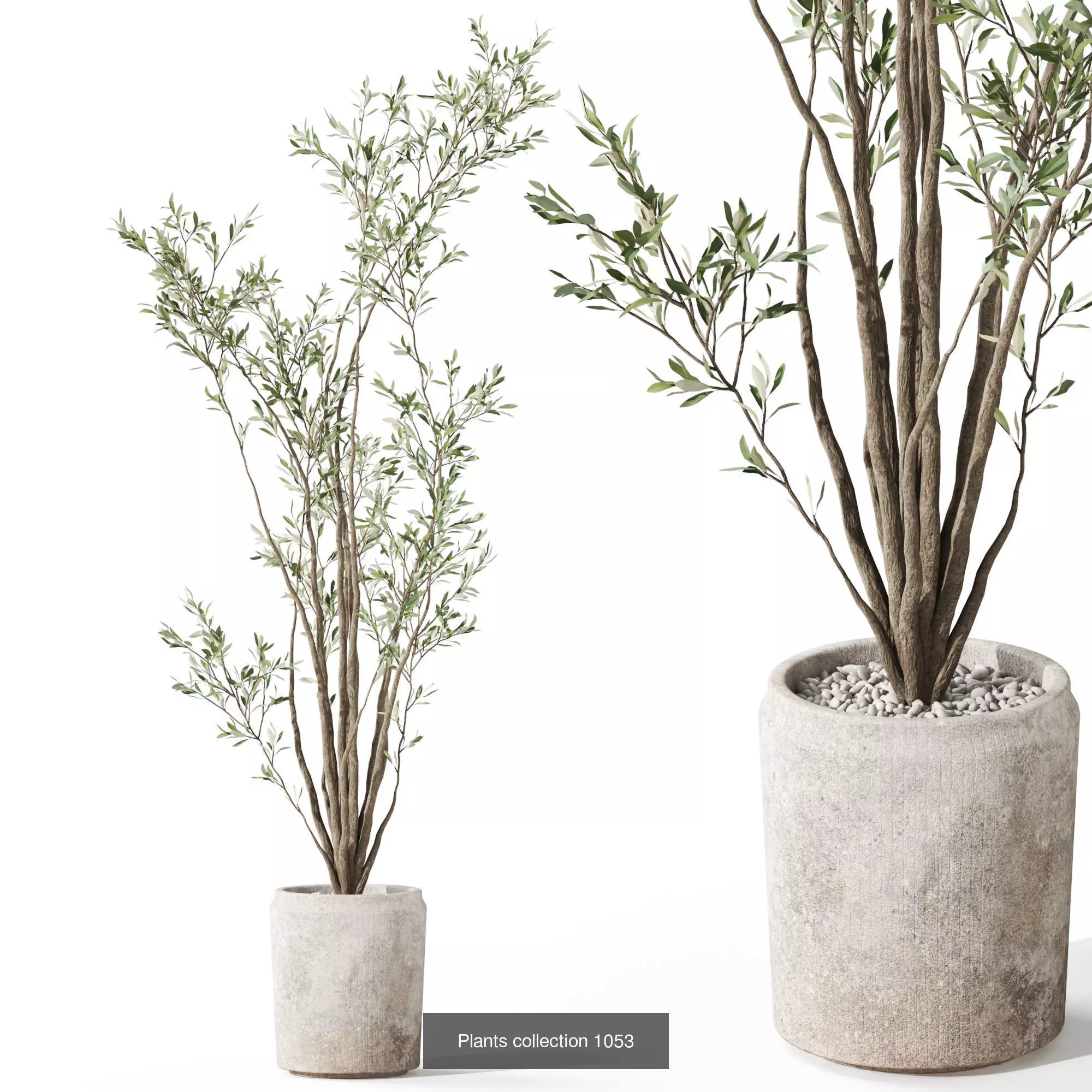 Plants collection vol 37 _10