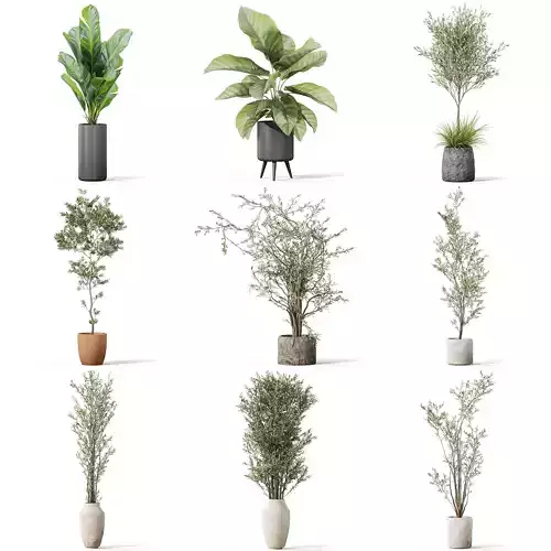 Plants collection vol 37