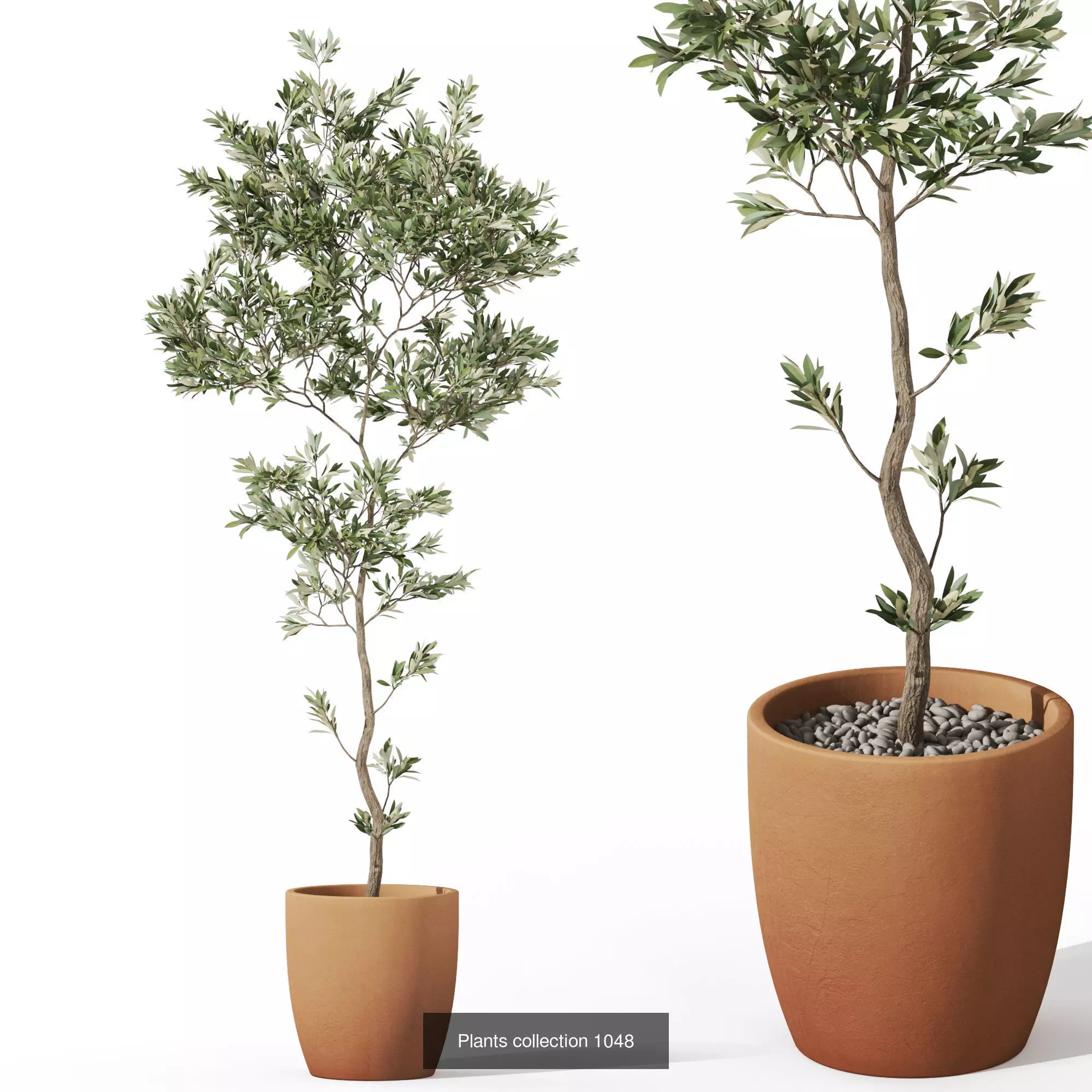 Plants collection vol 37 _5