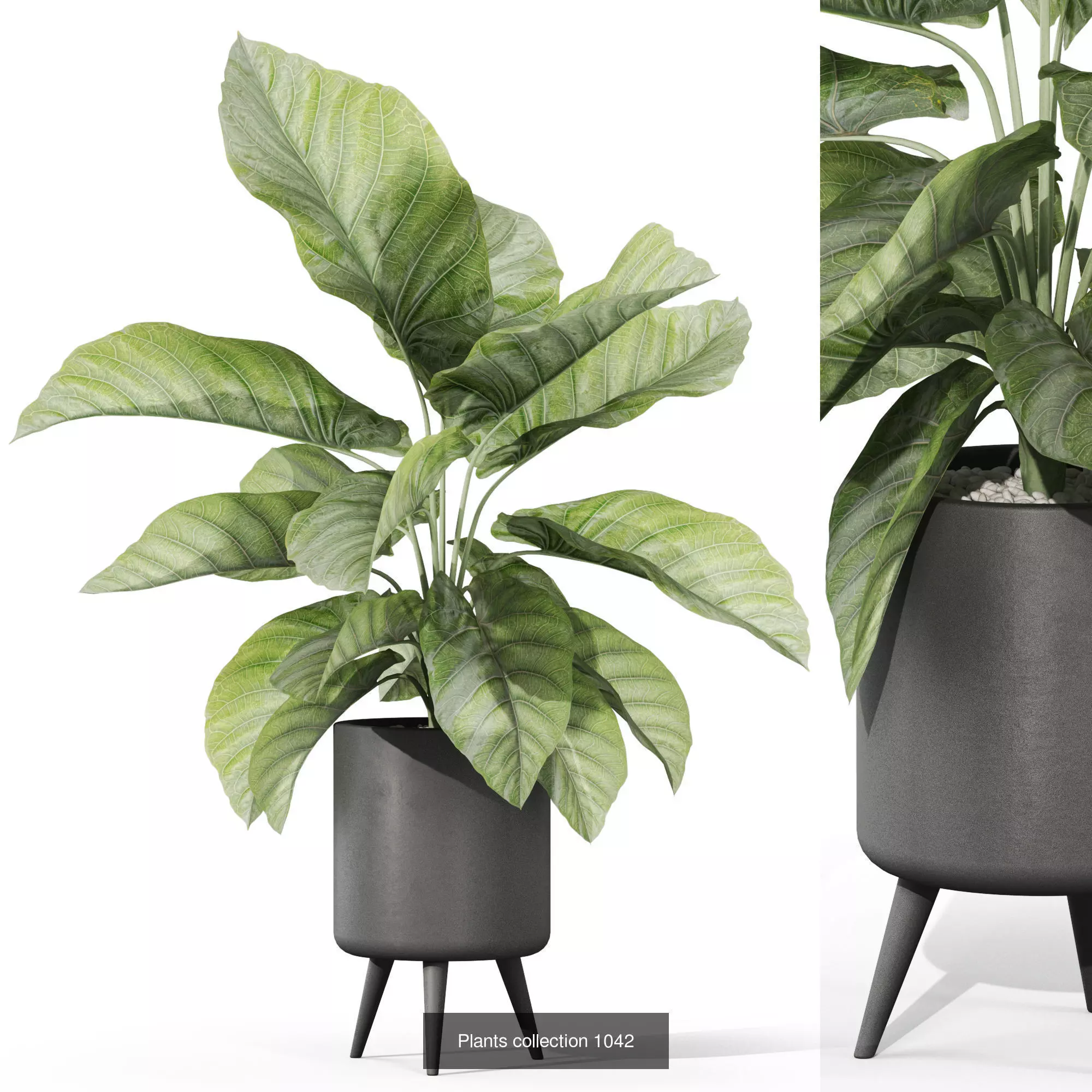 Plants collection vol 37 _3