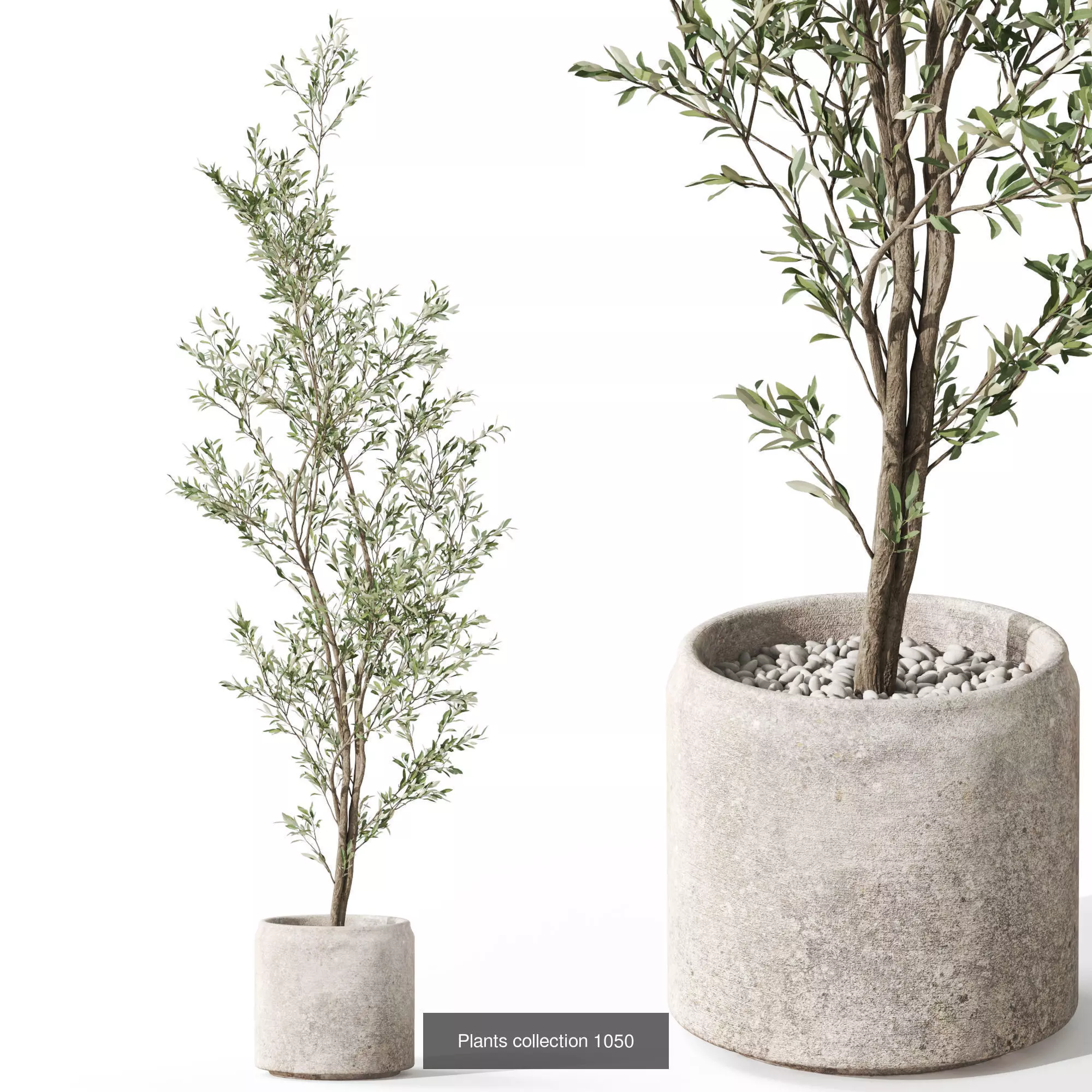 Plants collection vol 37 _7