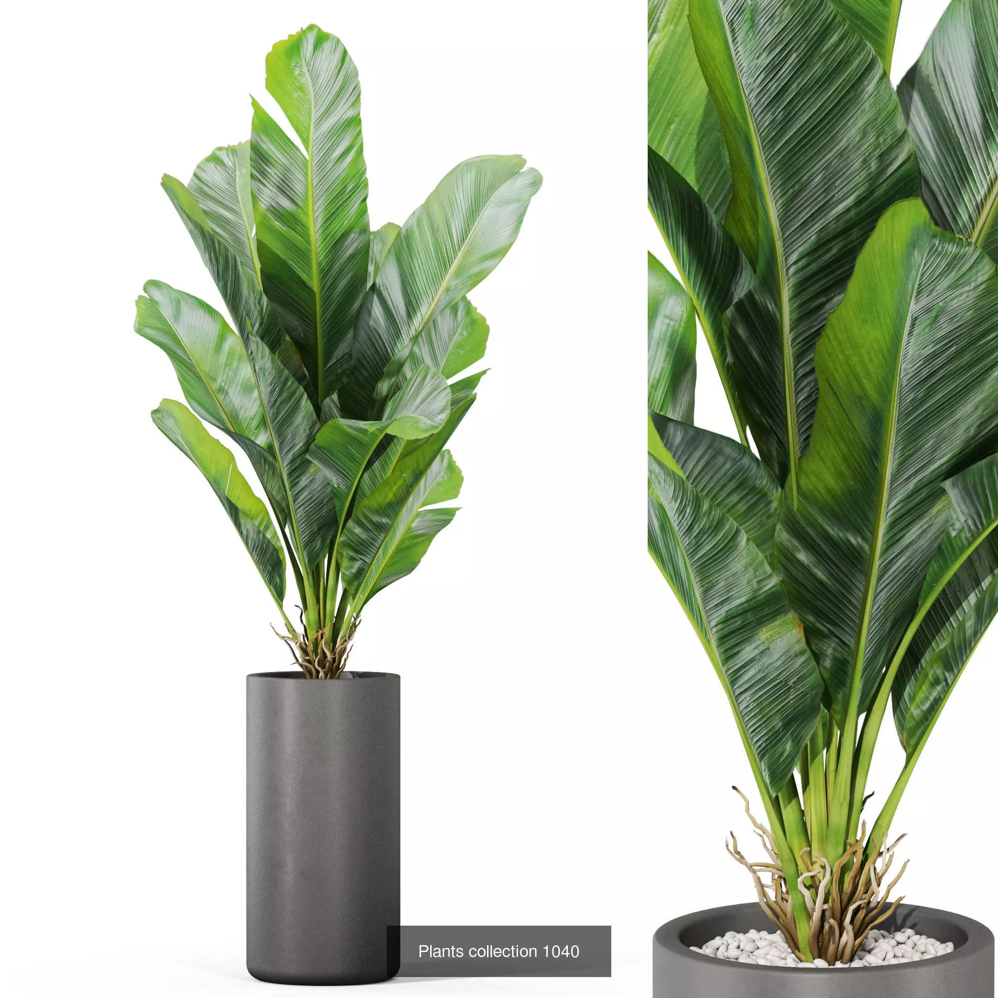 Plants collection vol 37 _2