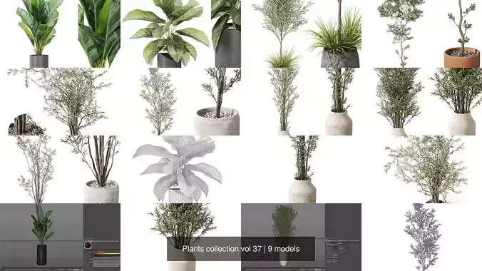 Plants collection vol 37