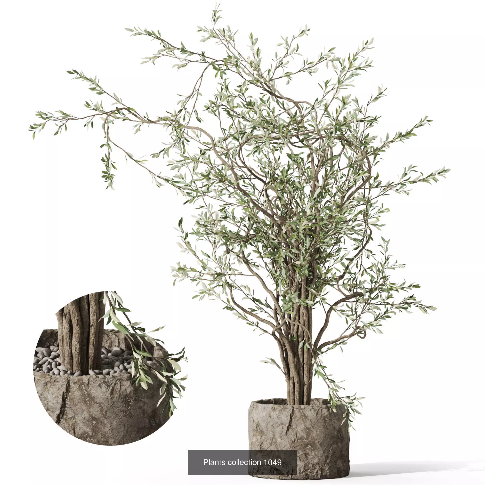 Plants collection vol 37 _6