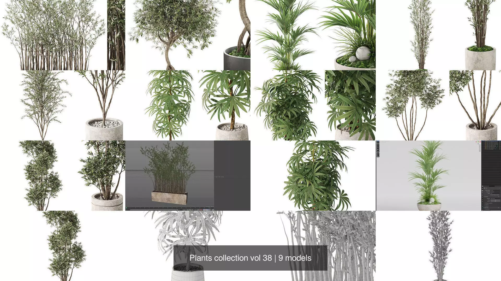 Plants collection vol 38 _1