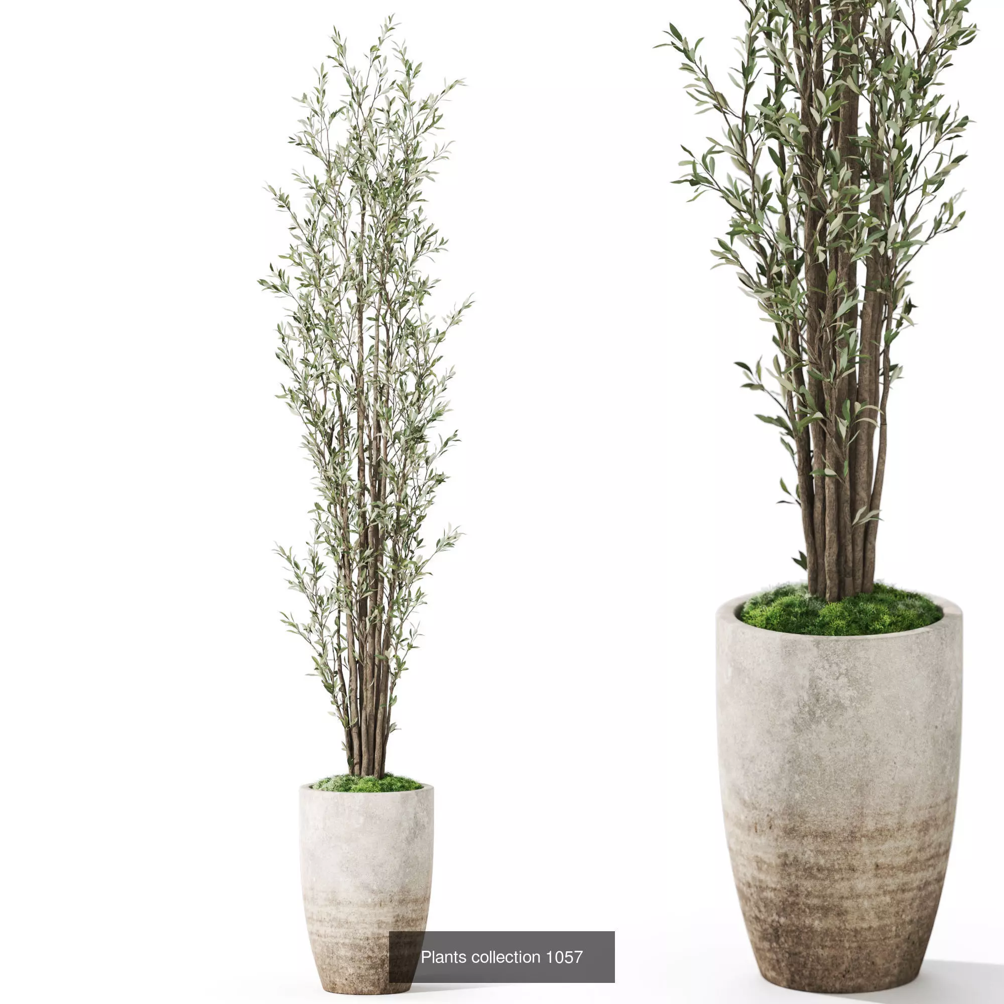 Plants collection vol 38 _5