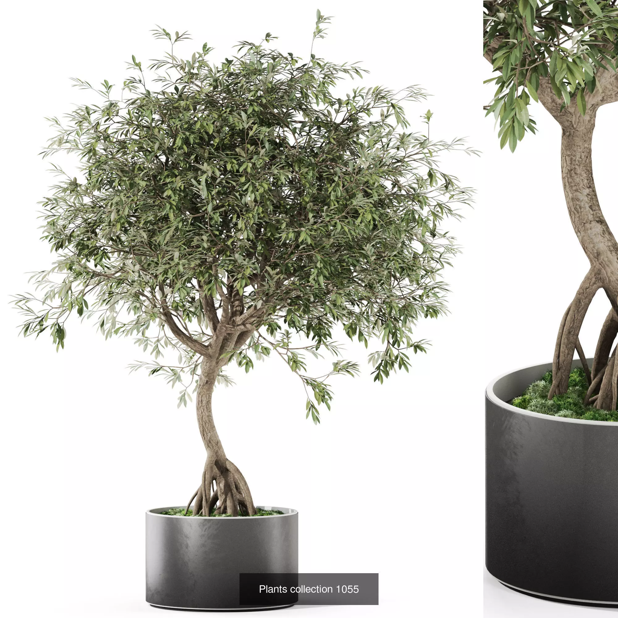 Plants collection vol 38 _3