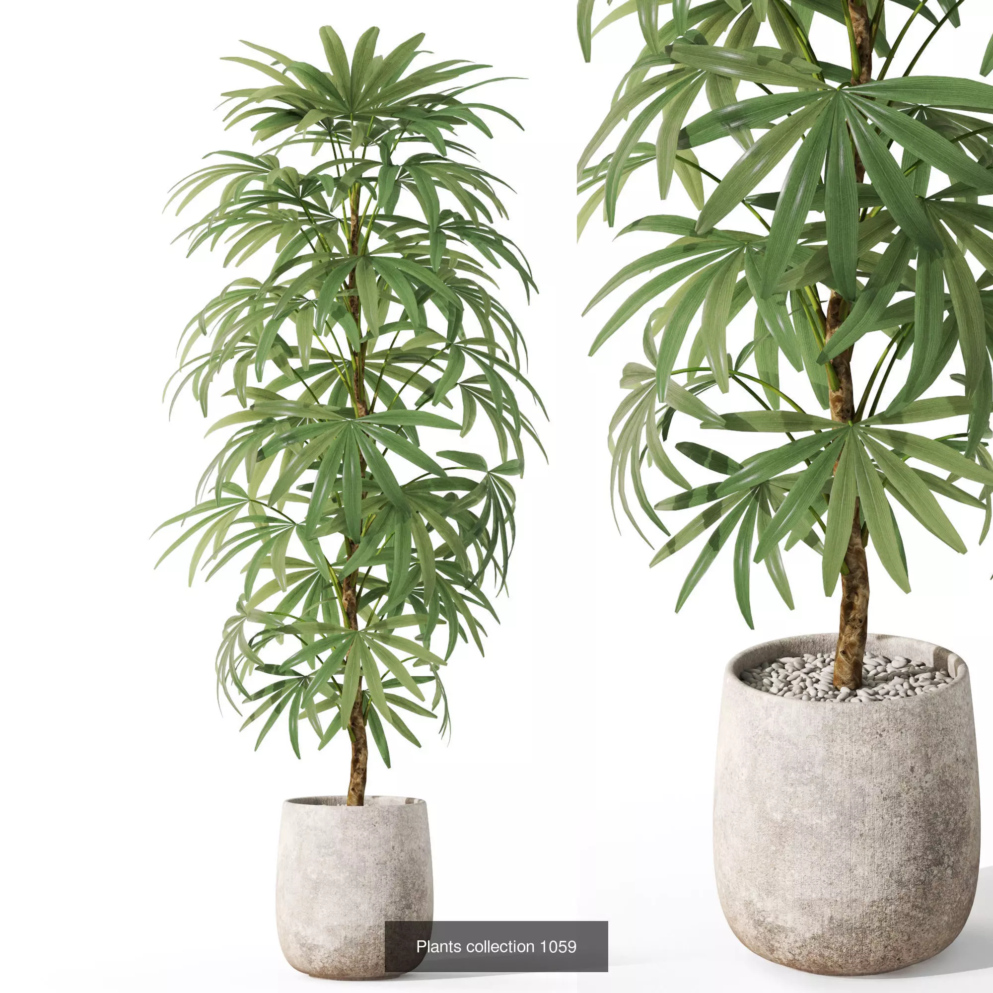 Plants collection vol 38 _7