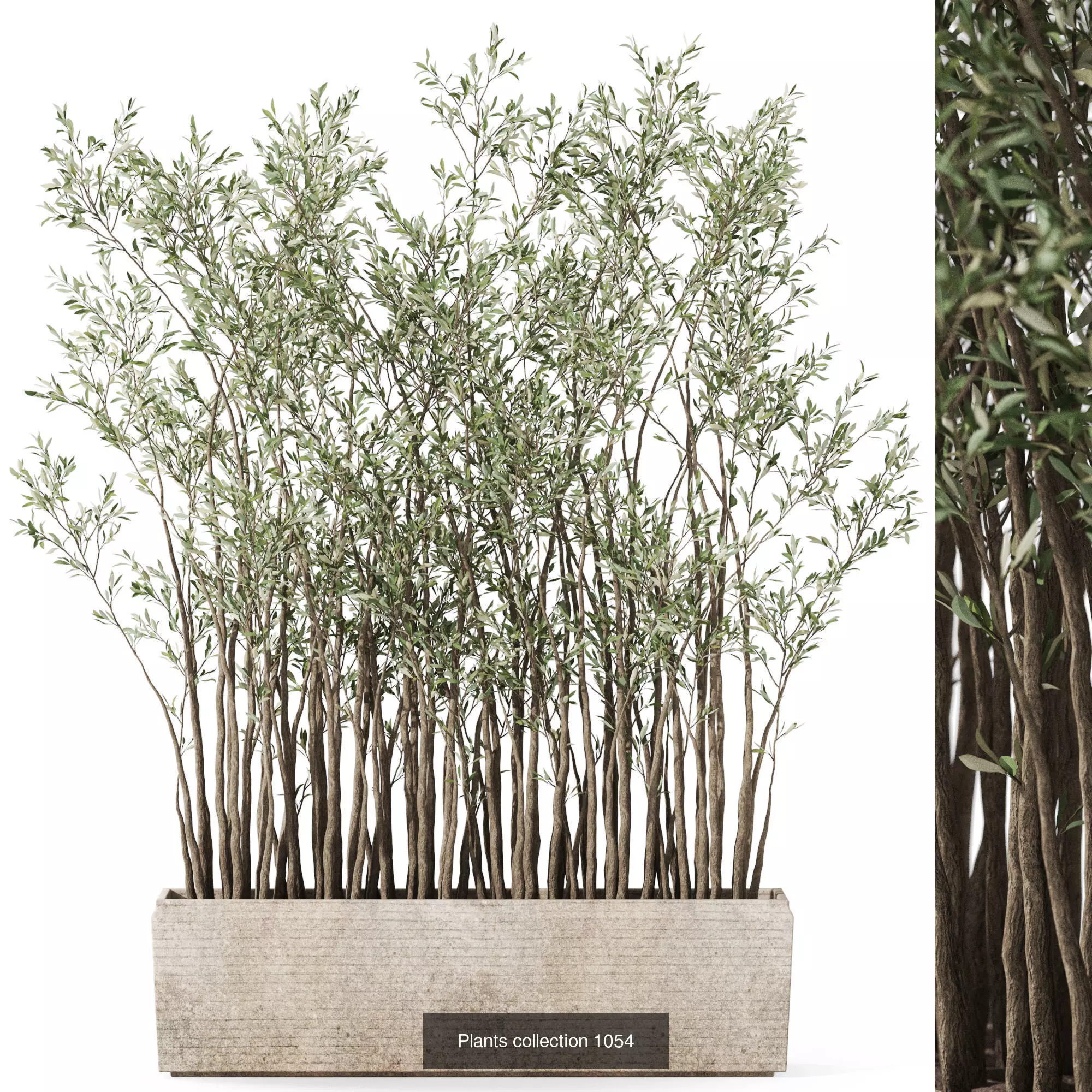 Plants collection vol 38 _2