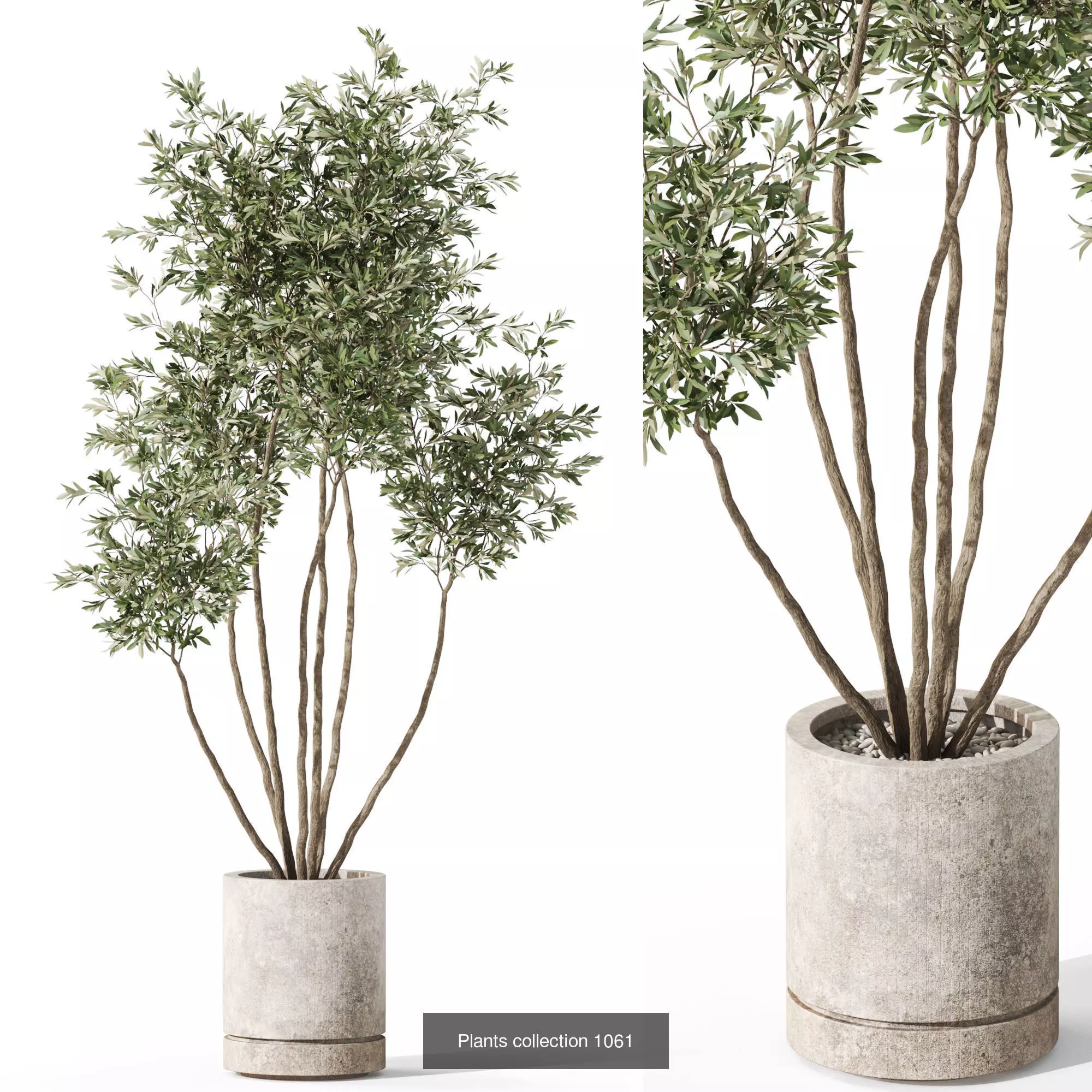 Plants collection vol 38 _9