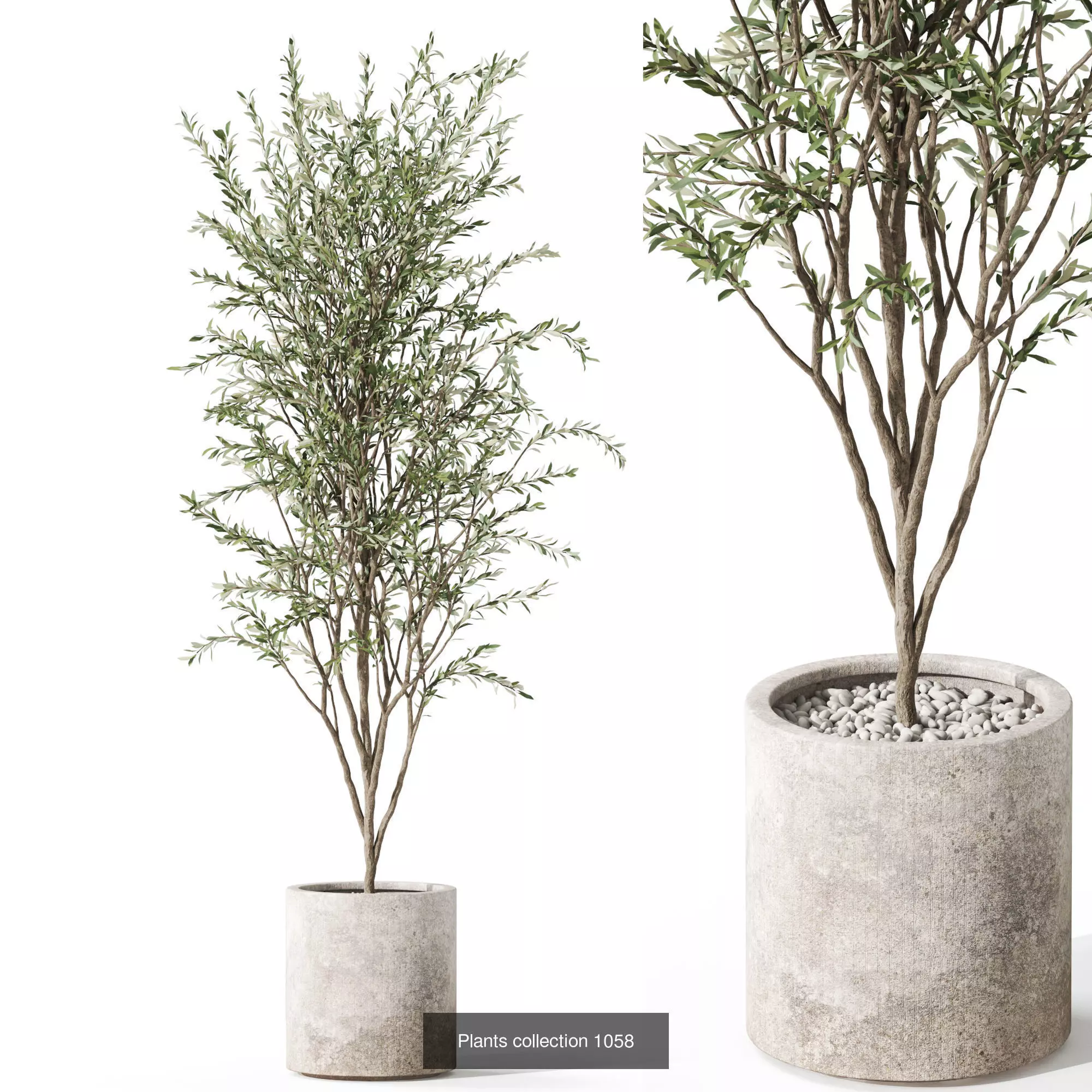 Plants collection vol 38 _6