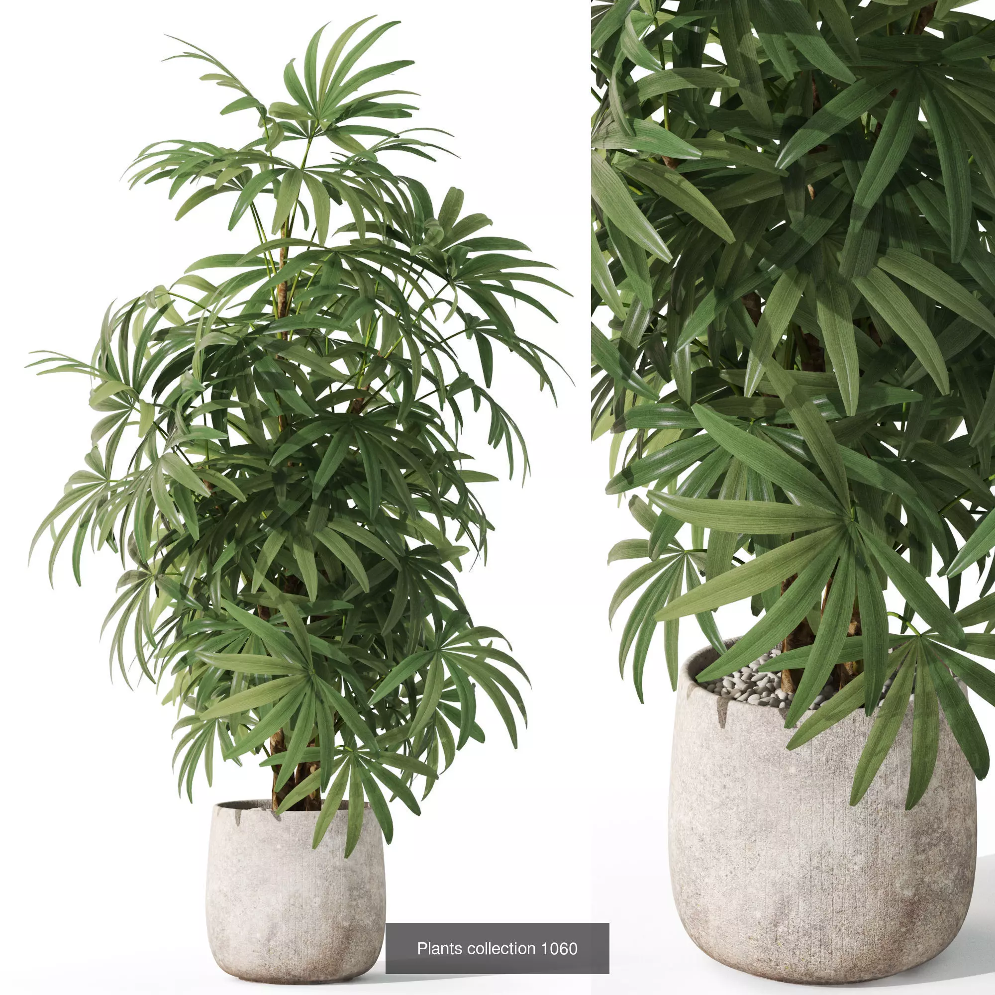 Plants collection vol 38 _8