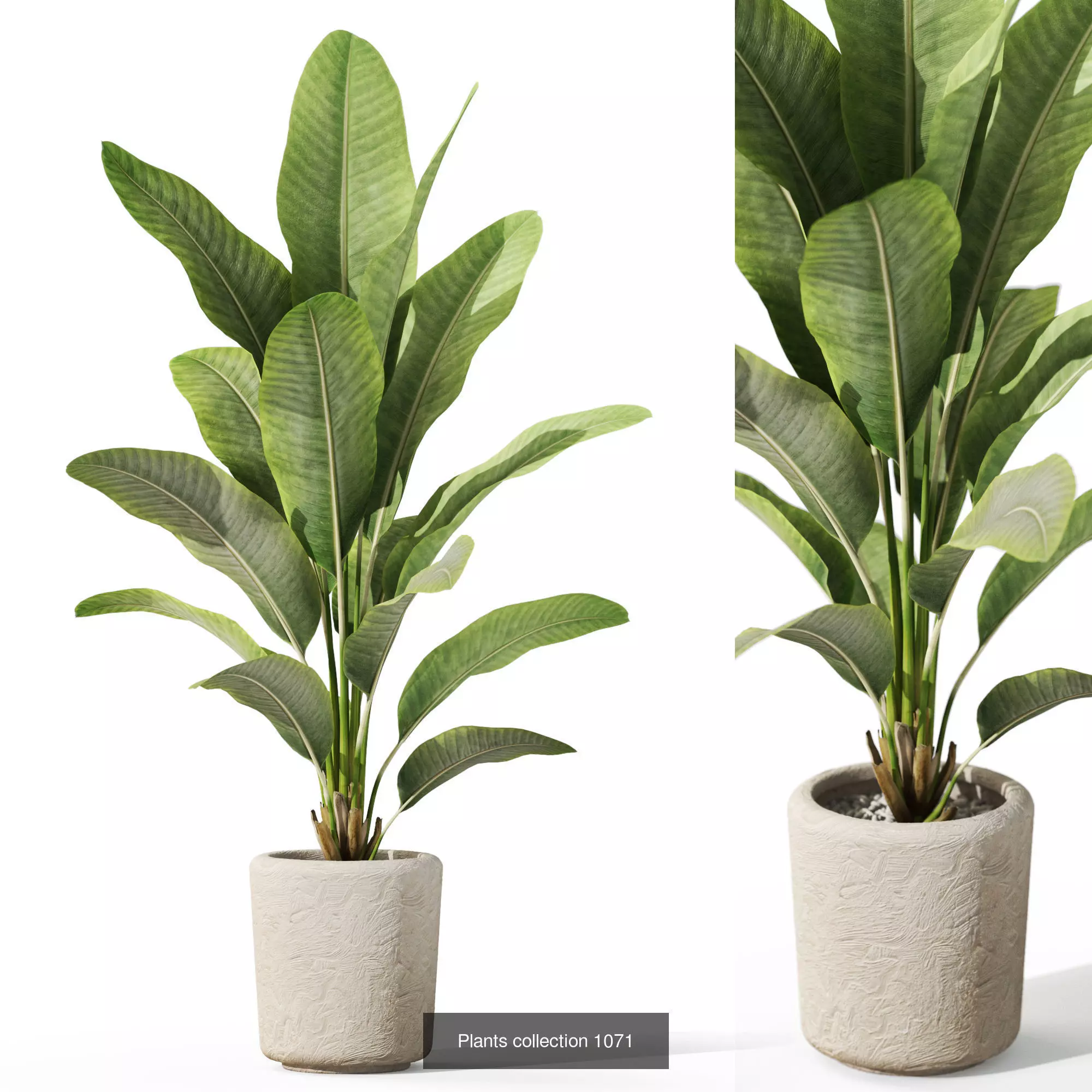 Plants collection vol 39 _10