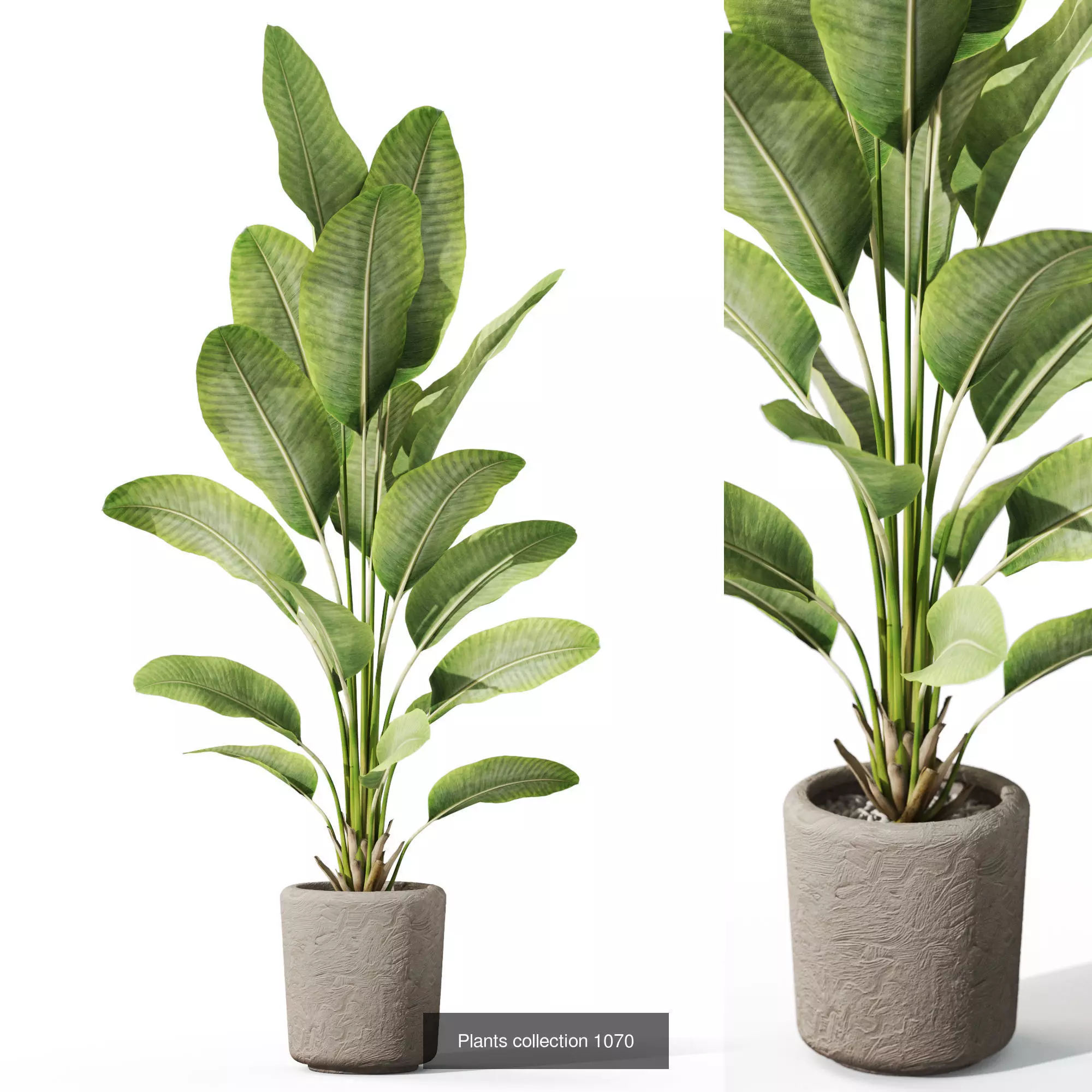 Plants collection vol 39 _9