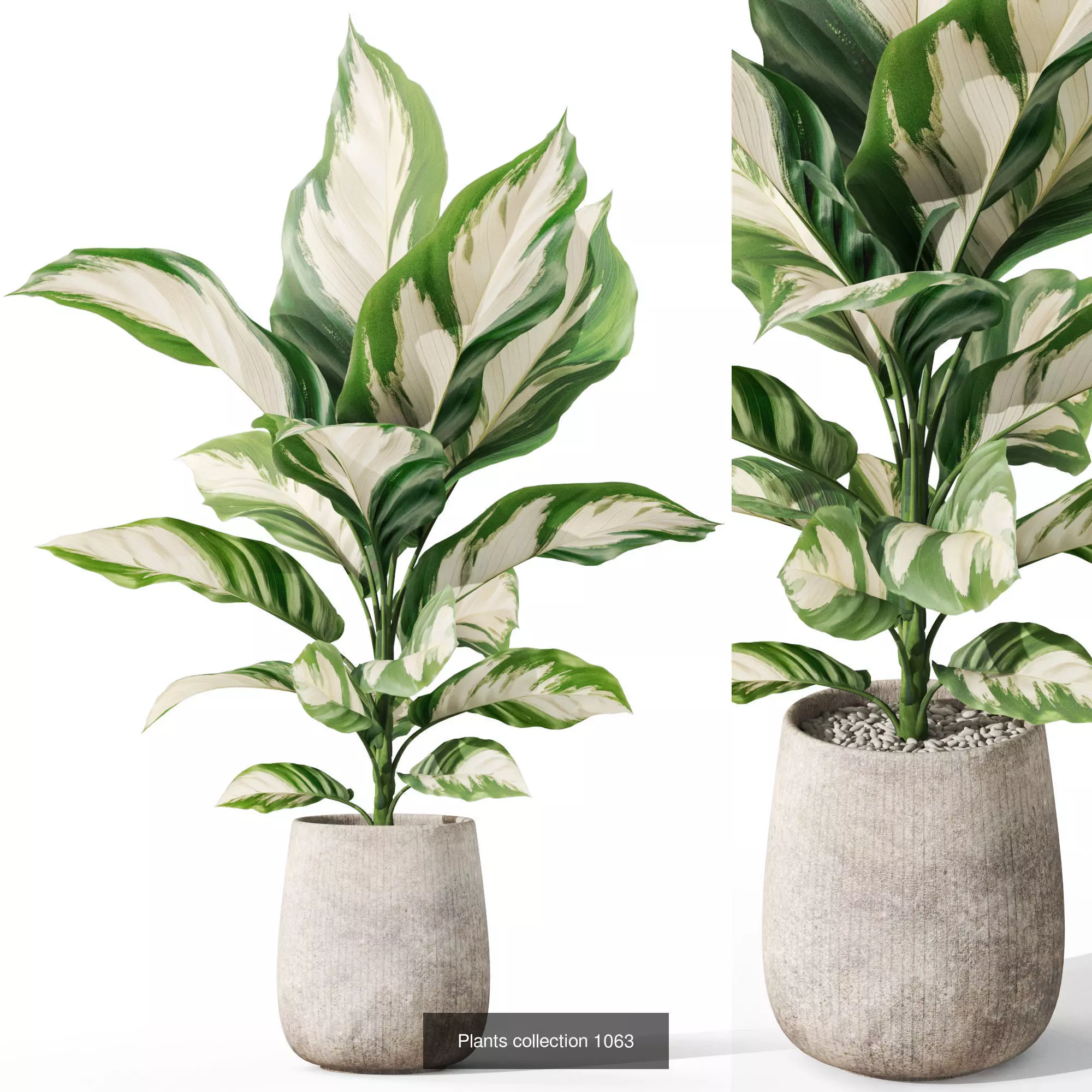 Plants collection vol 39 _2