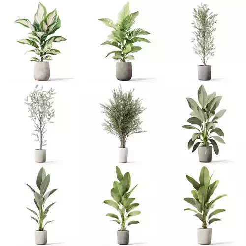 Plants collection vol 39