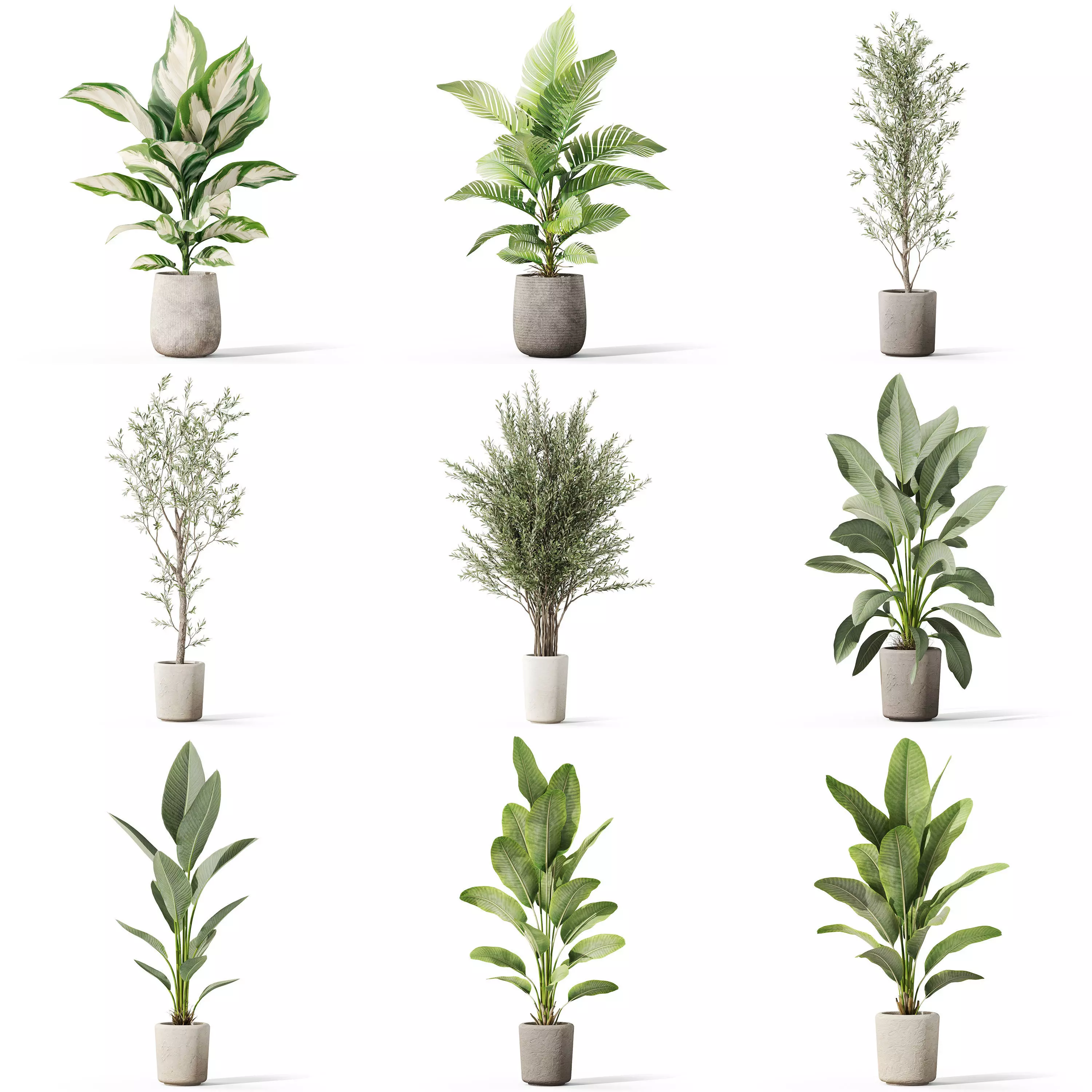 Plants collection vol 39 _0