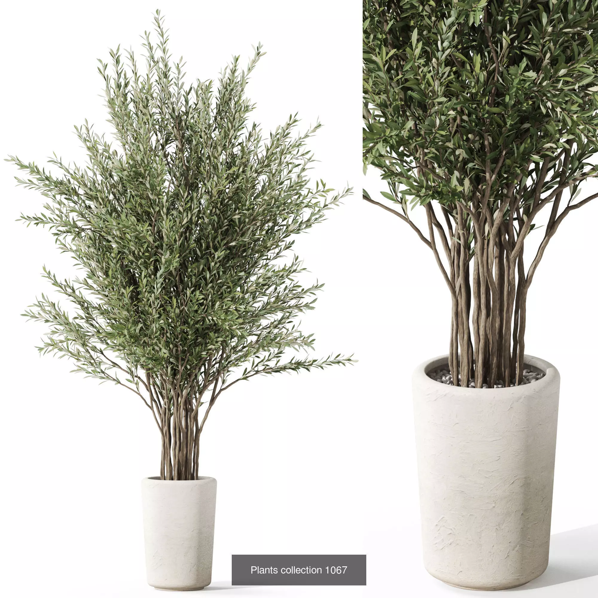 Plants collection vol 39 _6