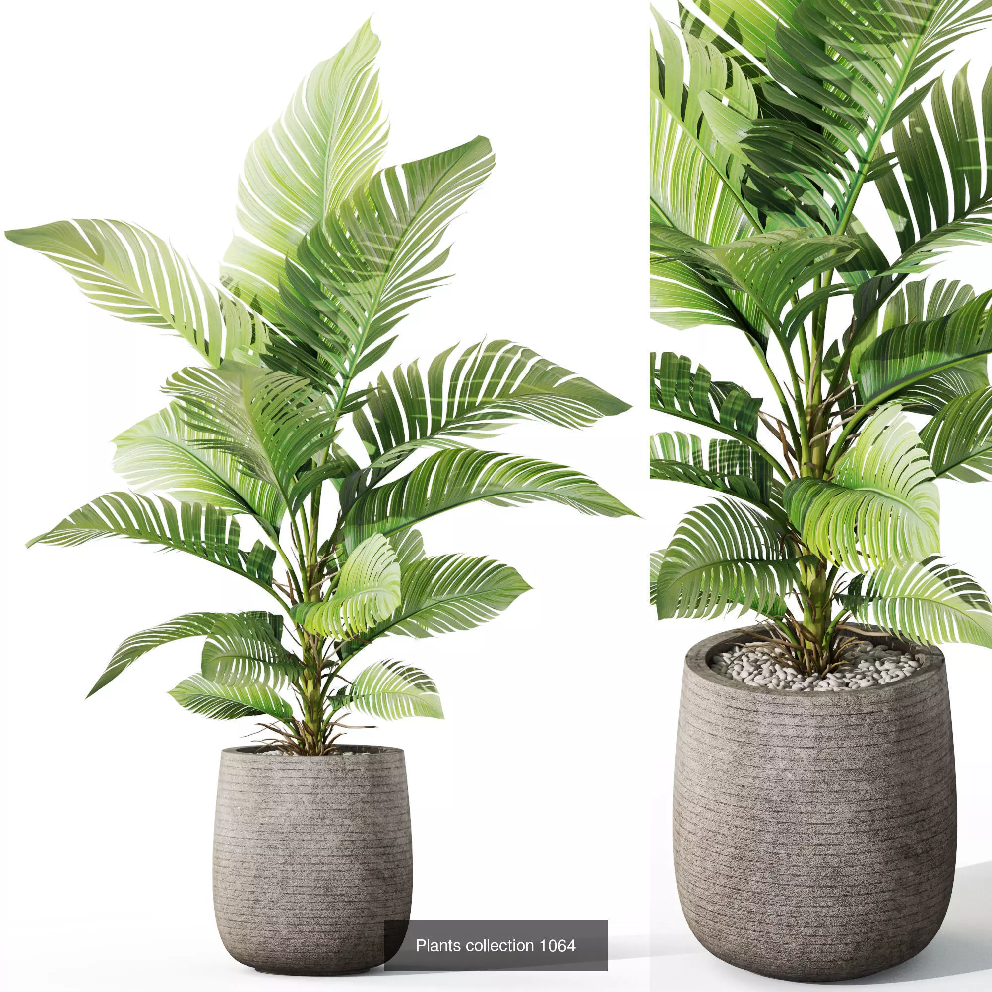 Plants collection vol 39 _3