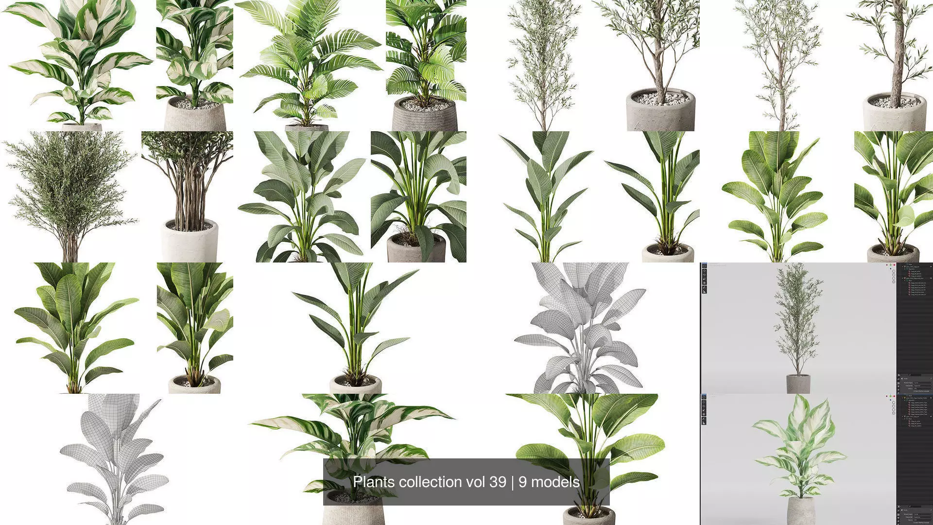 Plants collection vol 39 _1