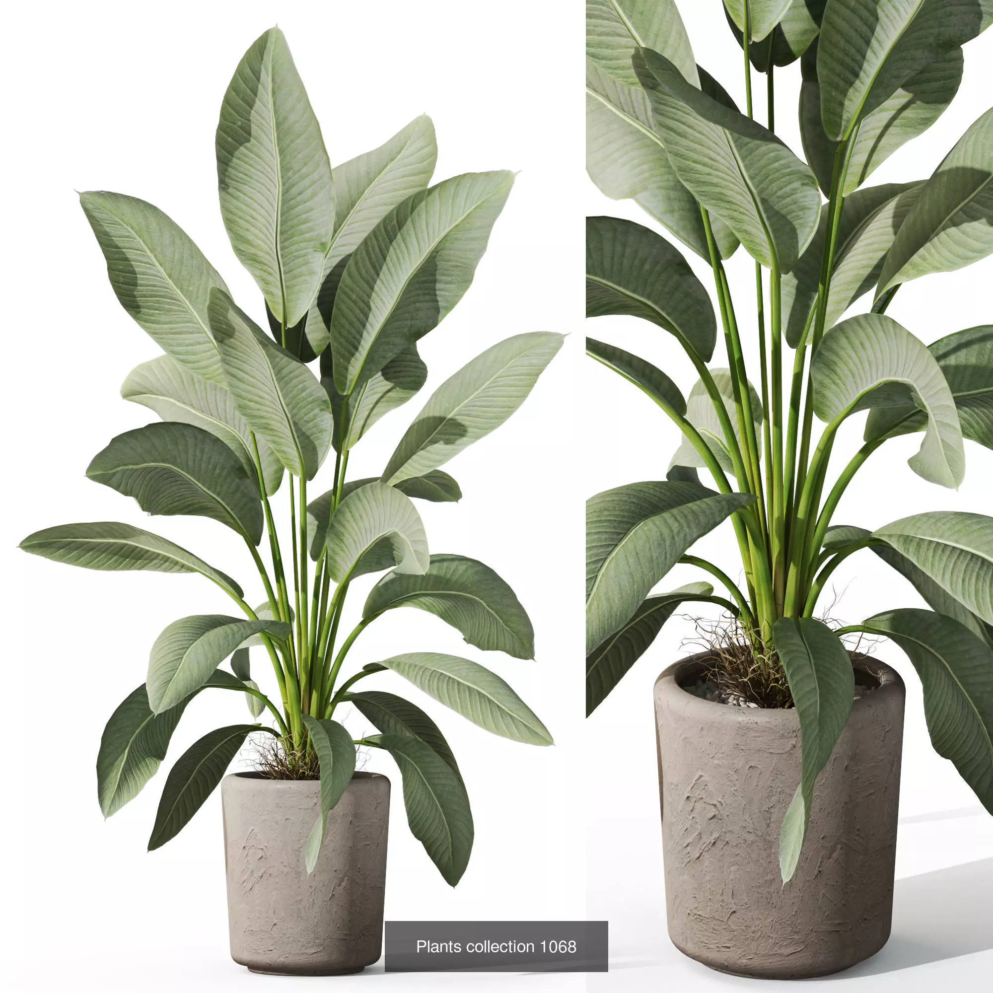 Plants collection vol 39 _7