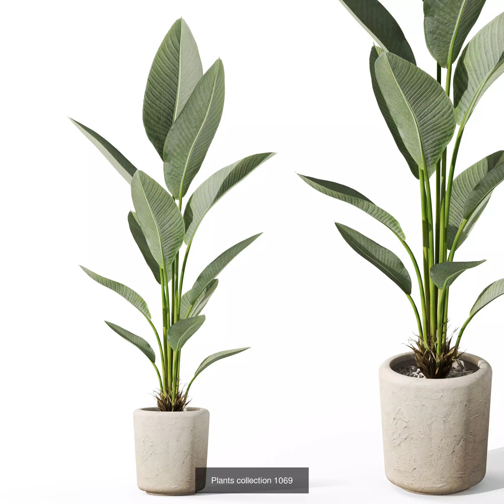 Plants collection vol 39 _8