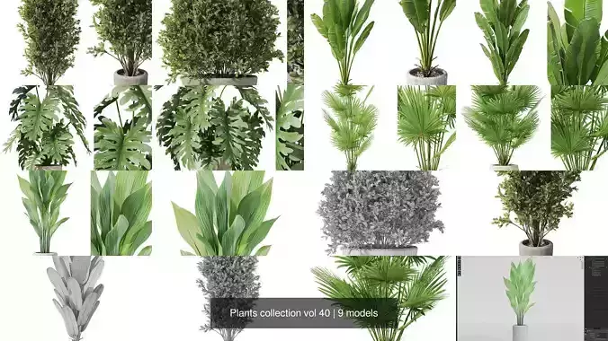 Plants collection vol 40