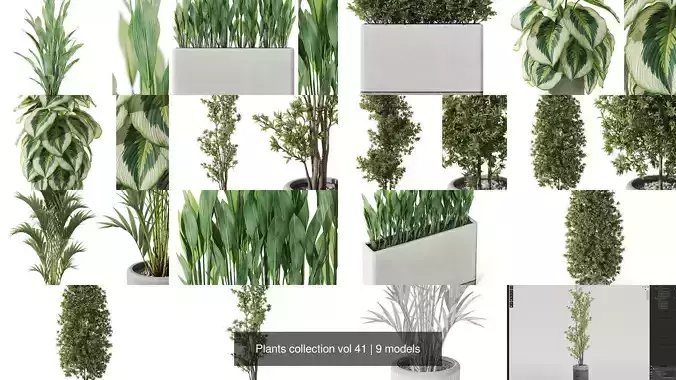 Plants collection vol 41