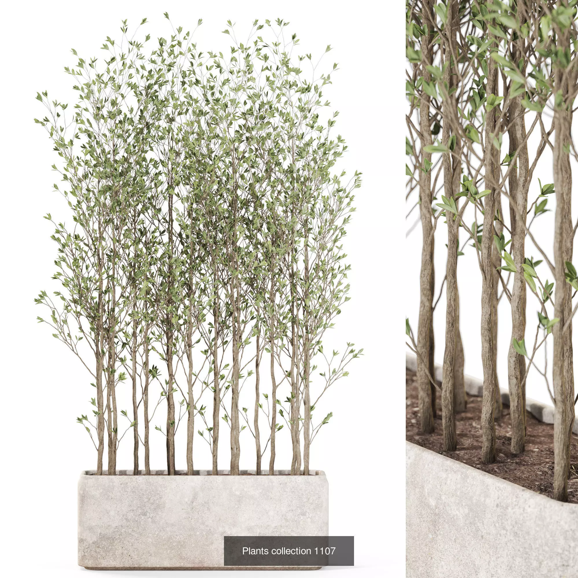 Plants collection vol 43 _5