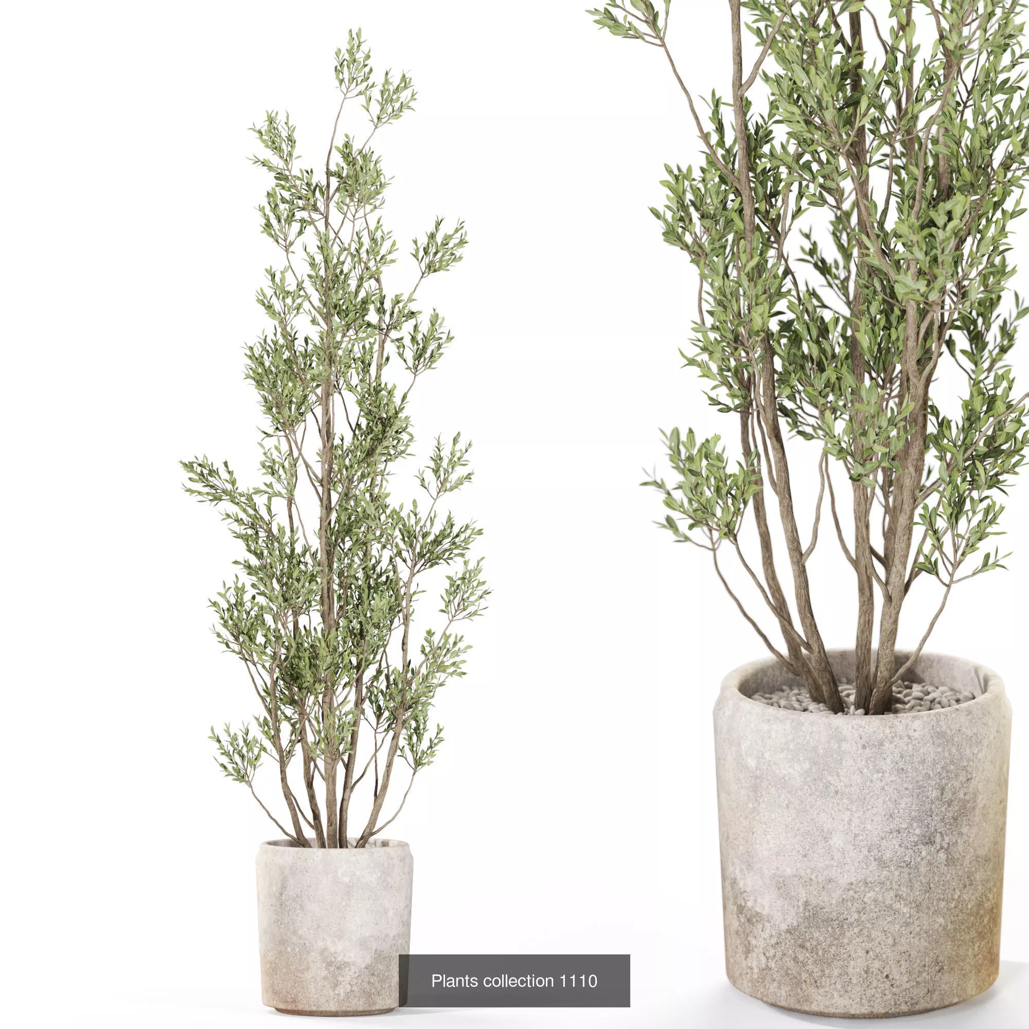 Plants collection vol 43 _8