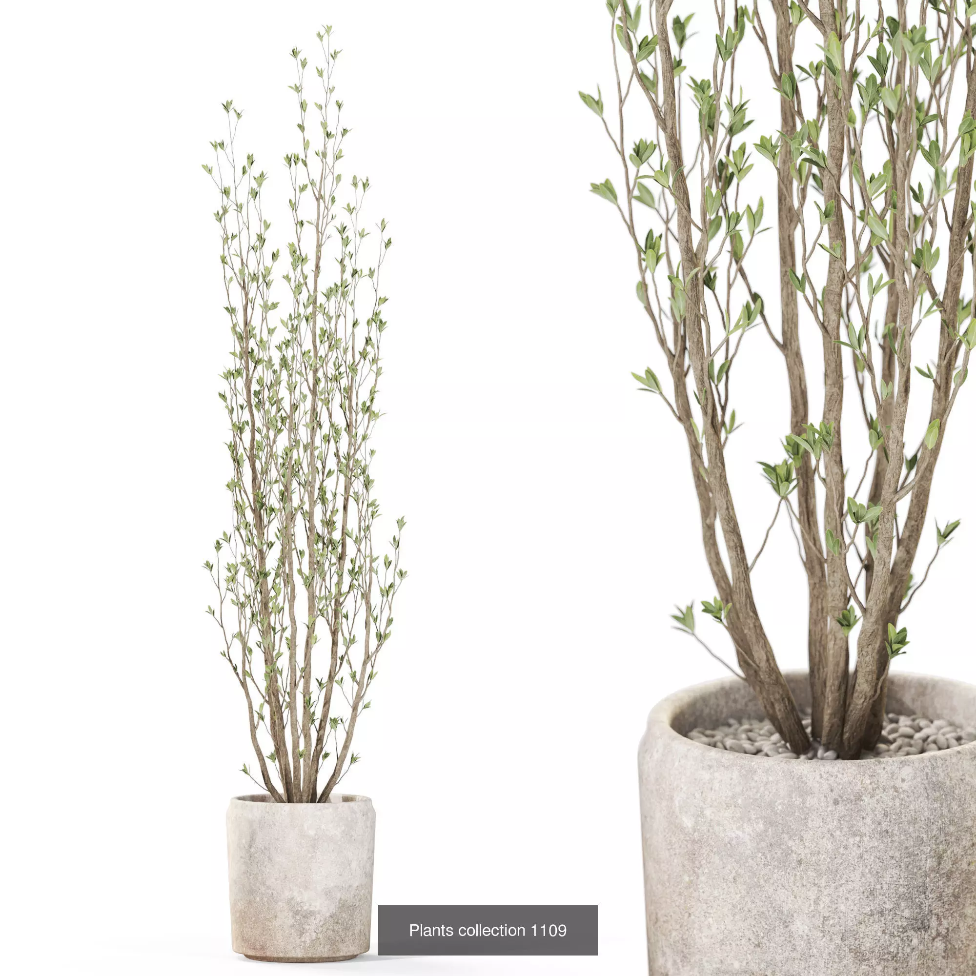 Plants collection vol 43 _7