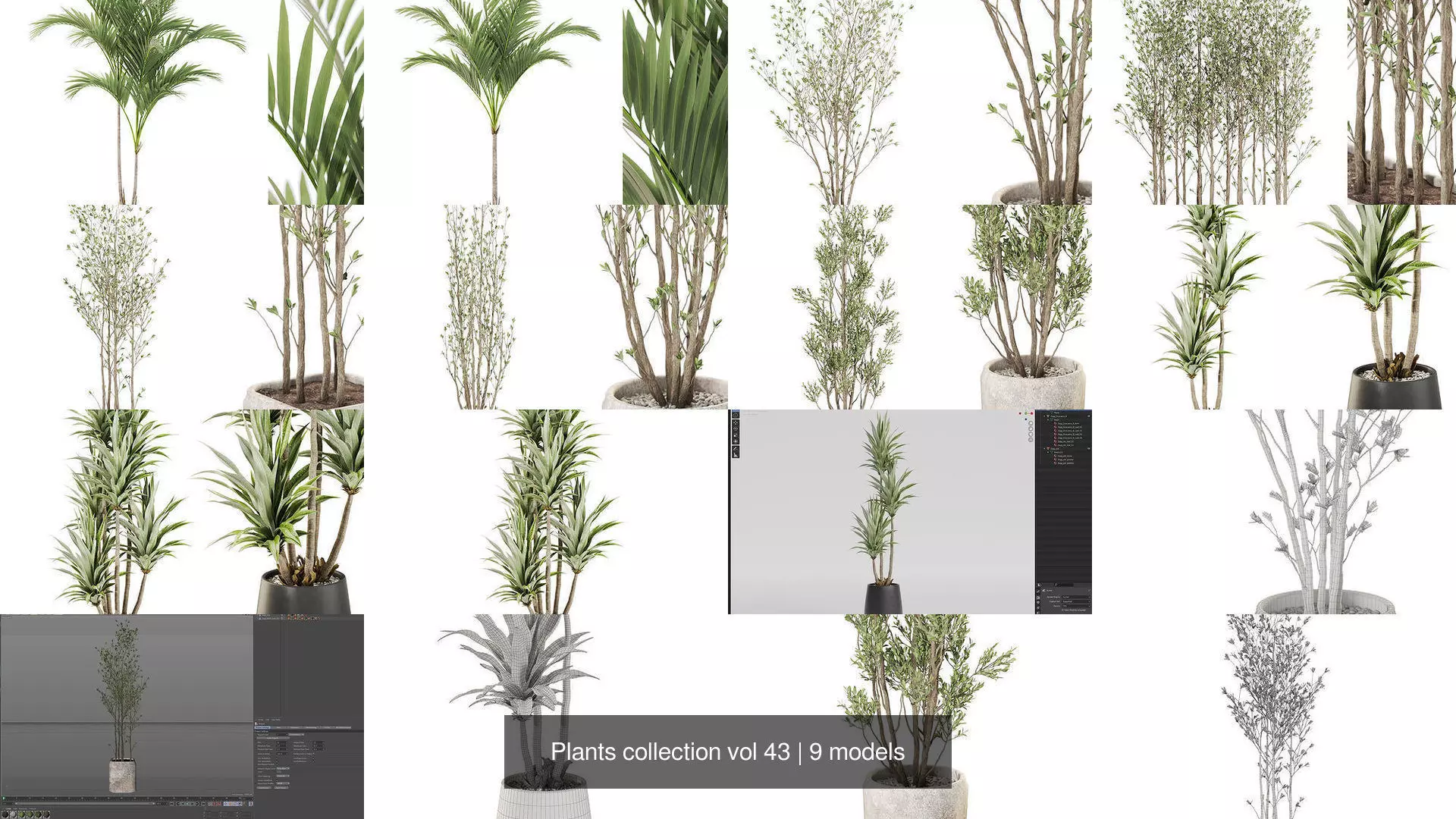 Plants collection vol 43 _1